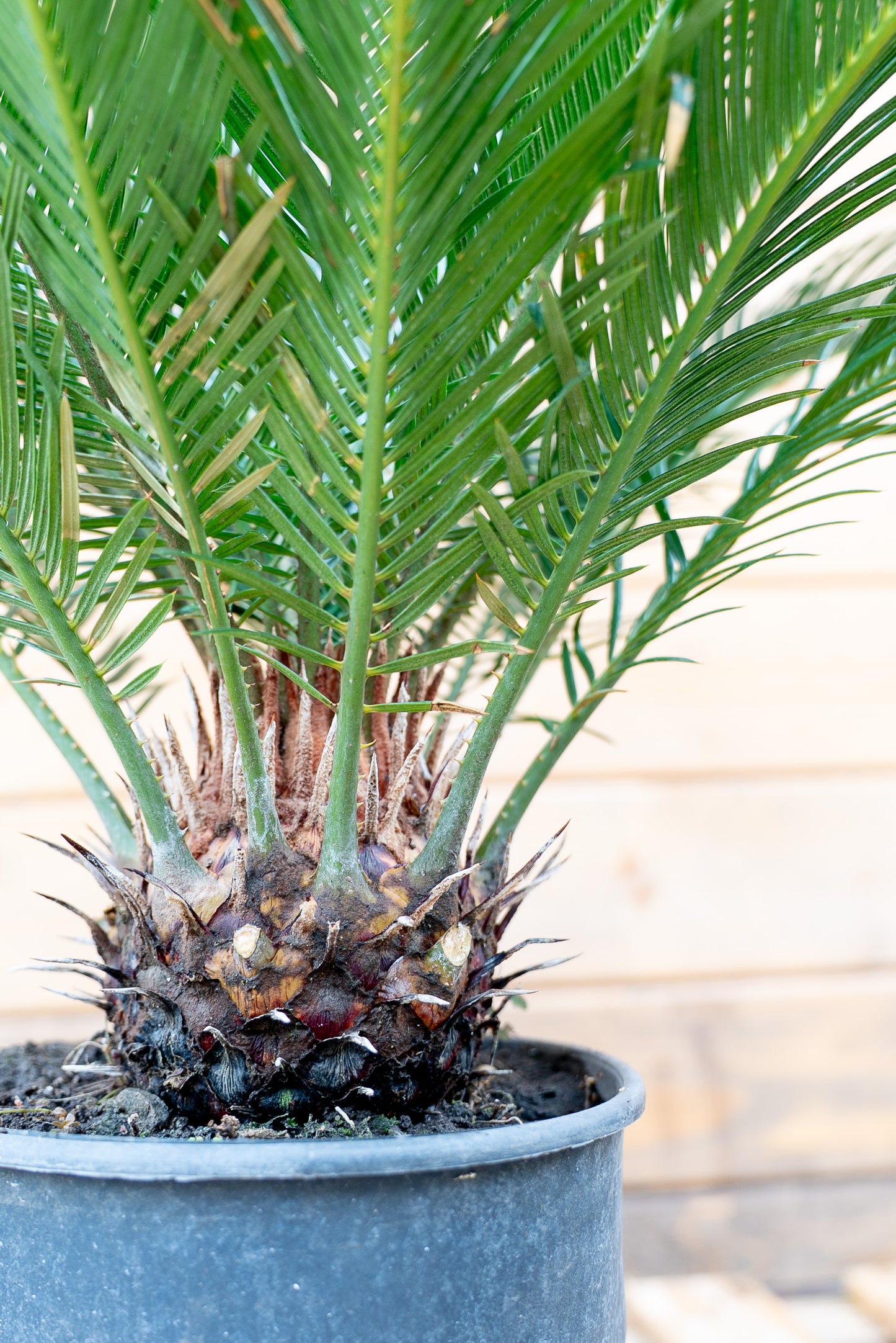 Cycas Revoluta