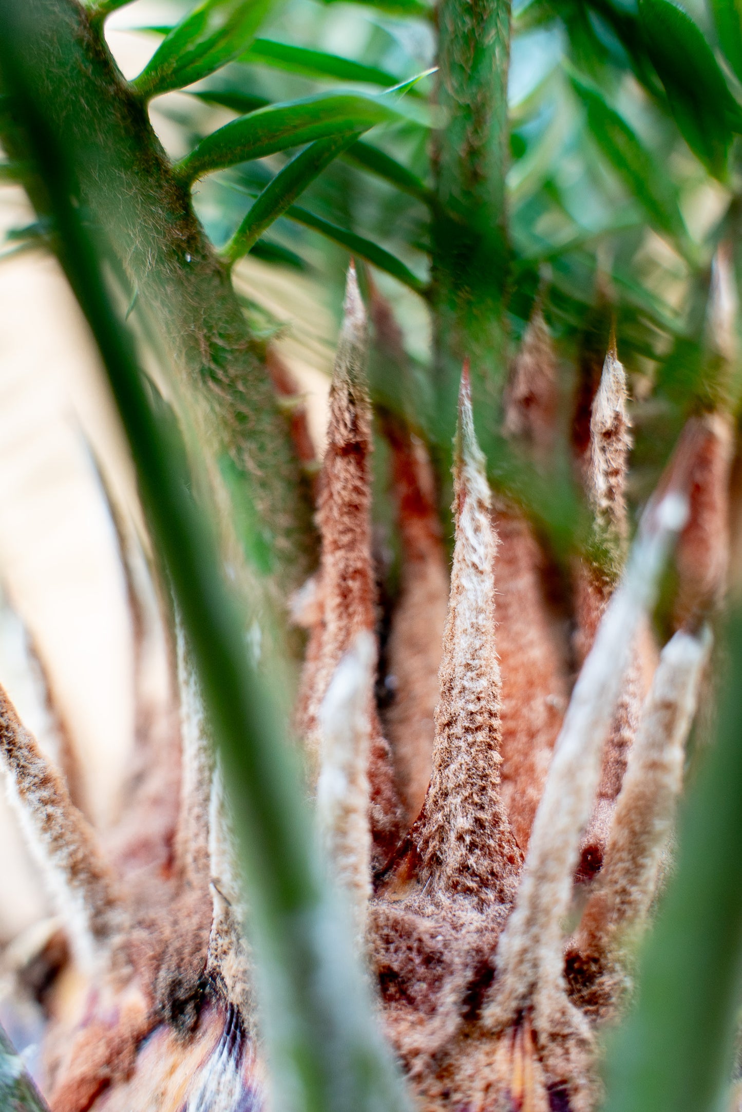 Cycas Revoluta