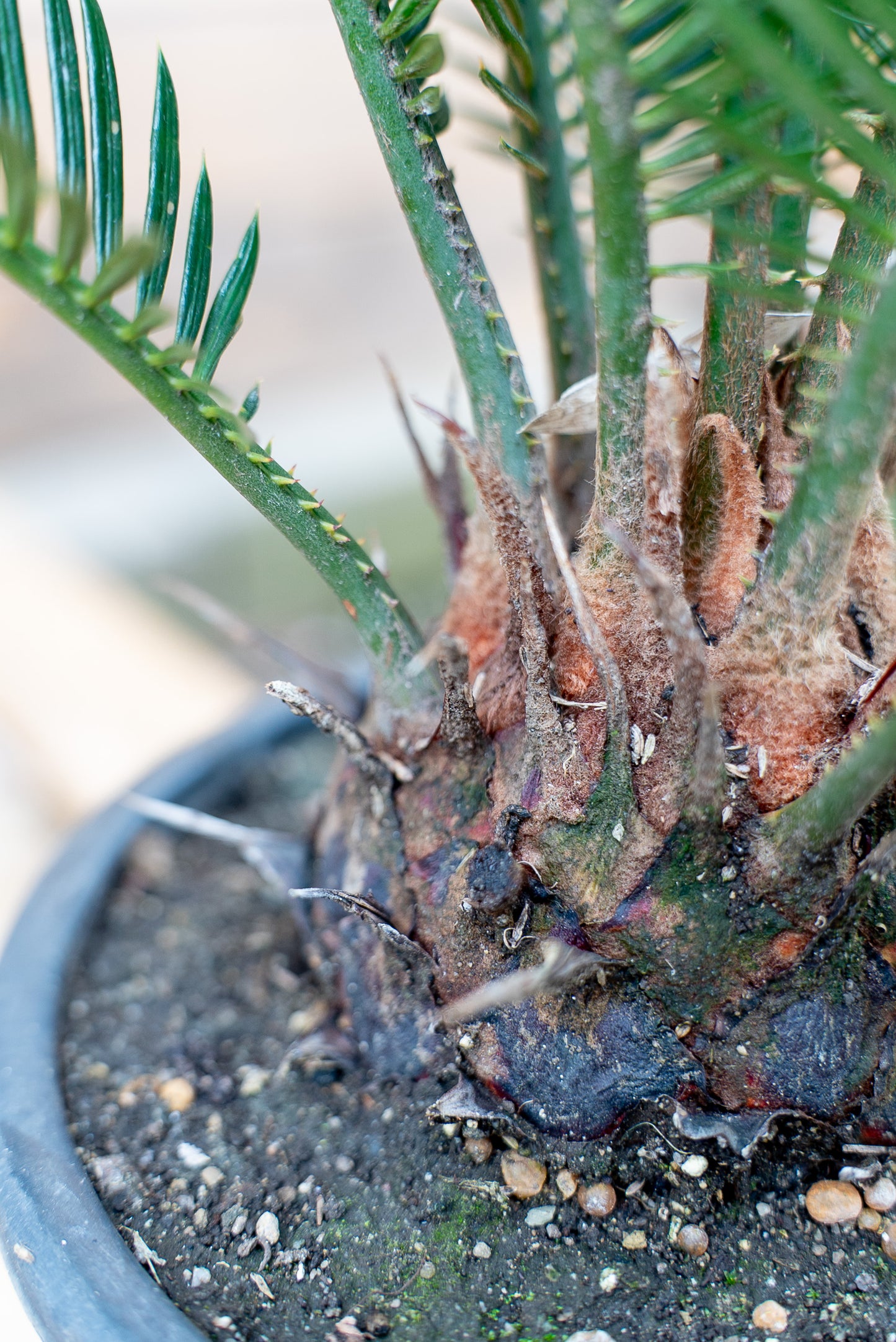 Cycas Revoluta