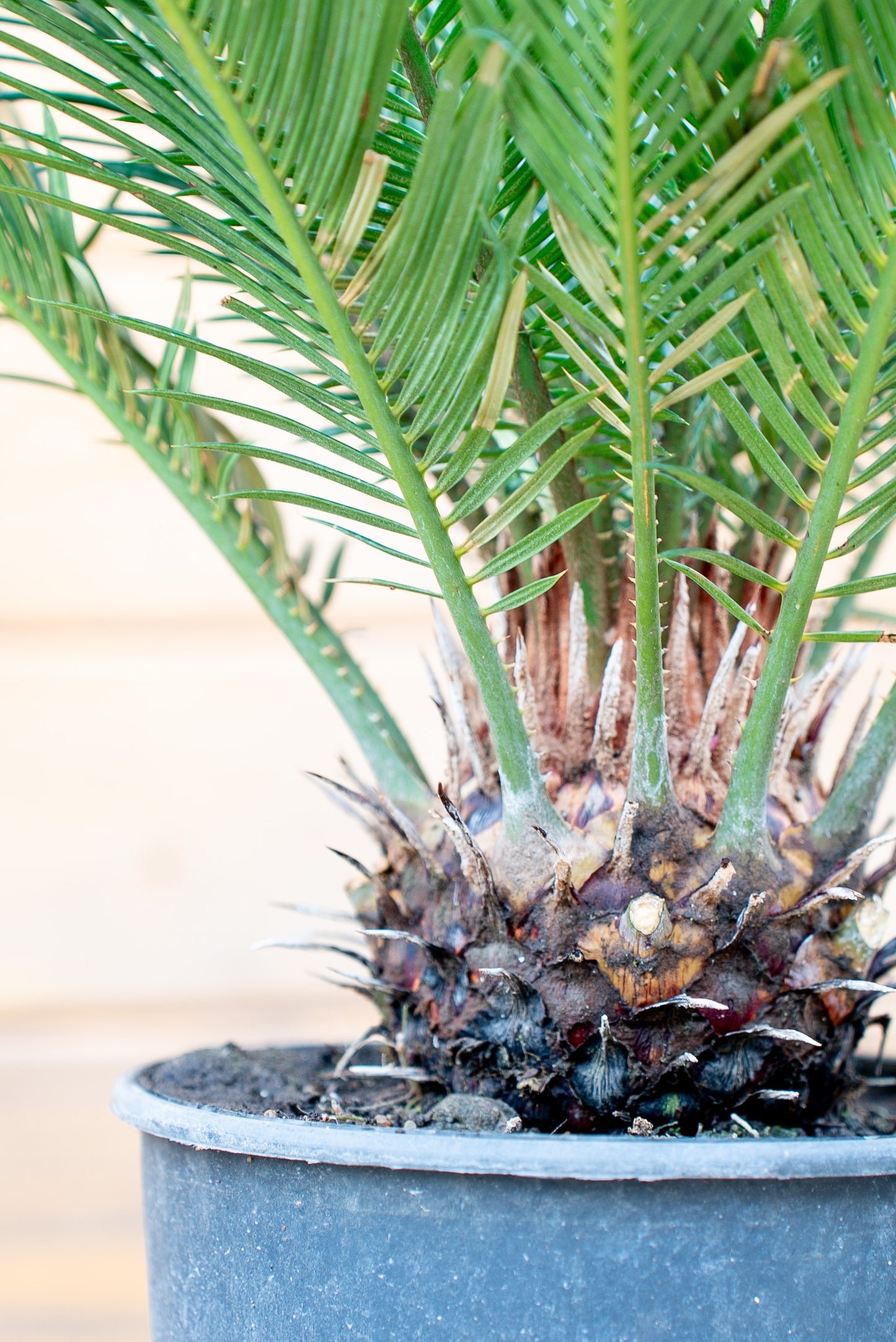 Cycas Revoluta