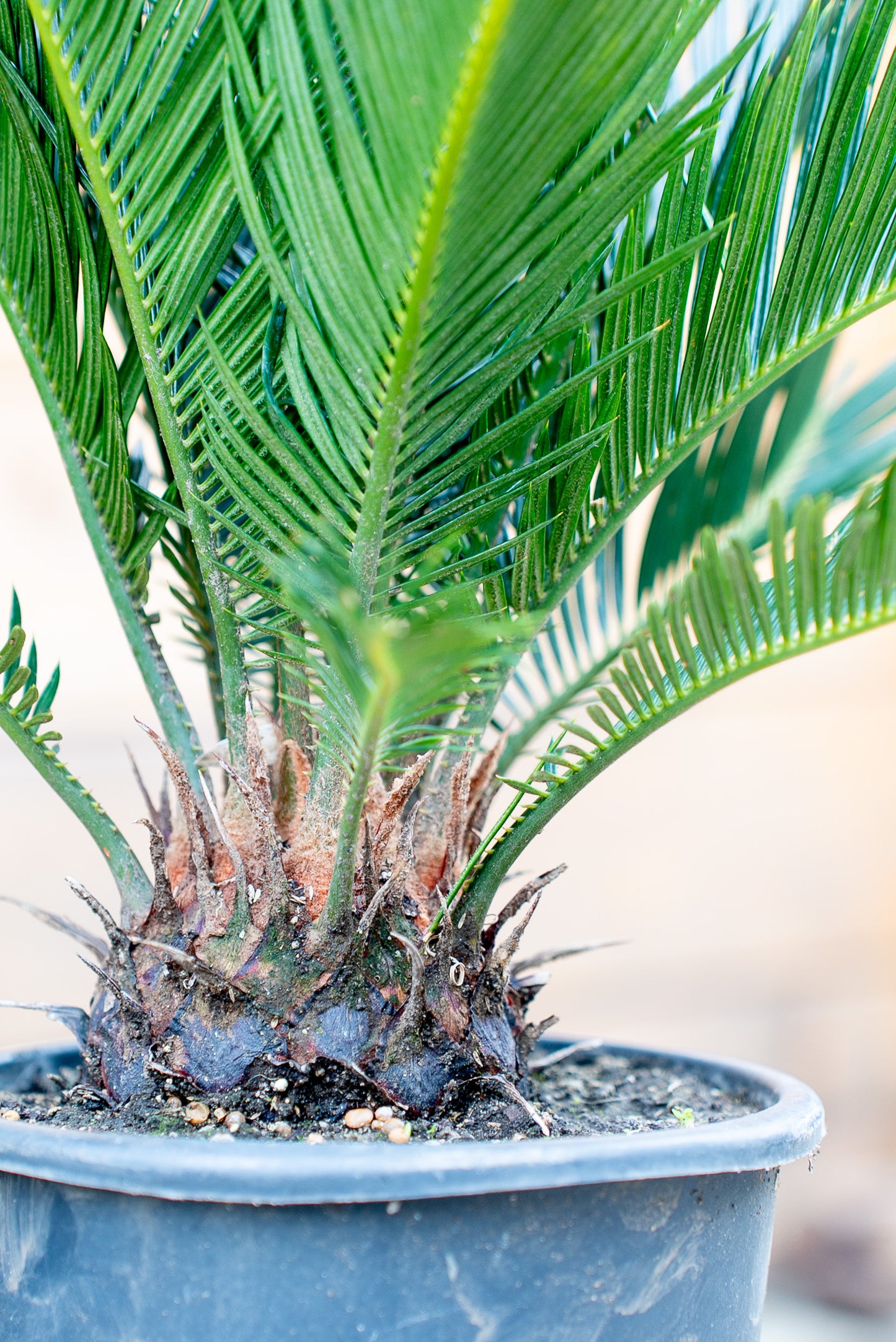 Cycas Revoluta