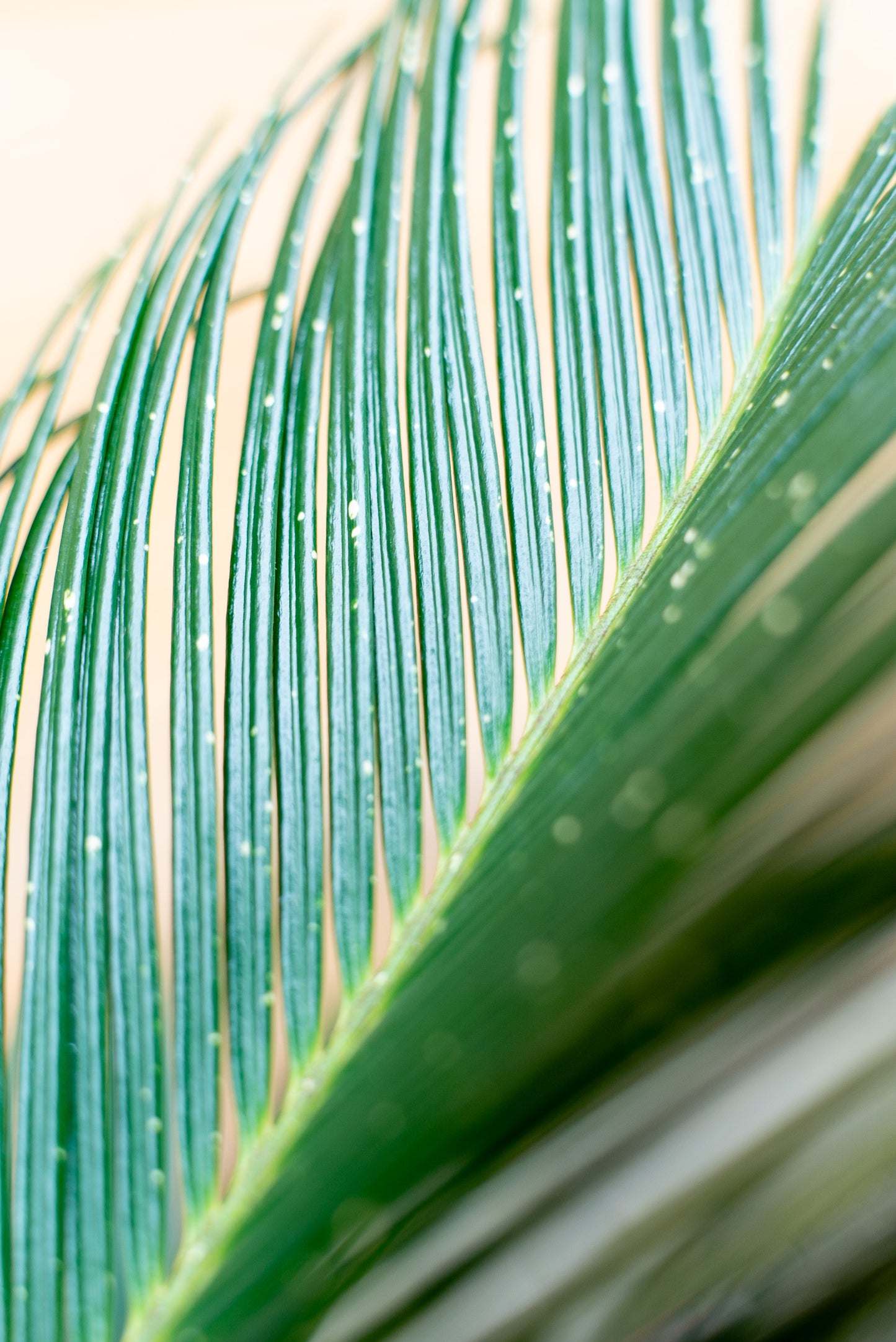 Cycas Revoluta