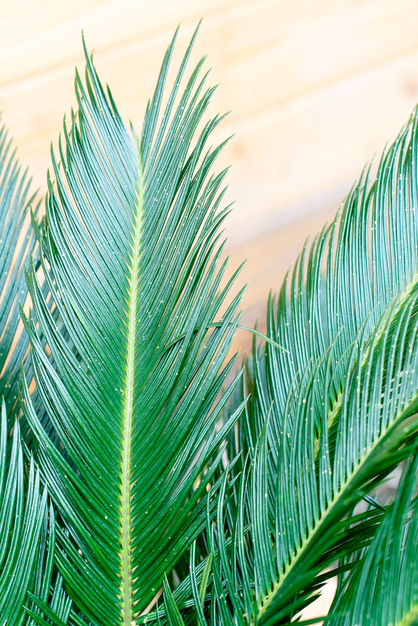 Cycas Revoluta