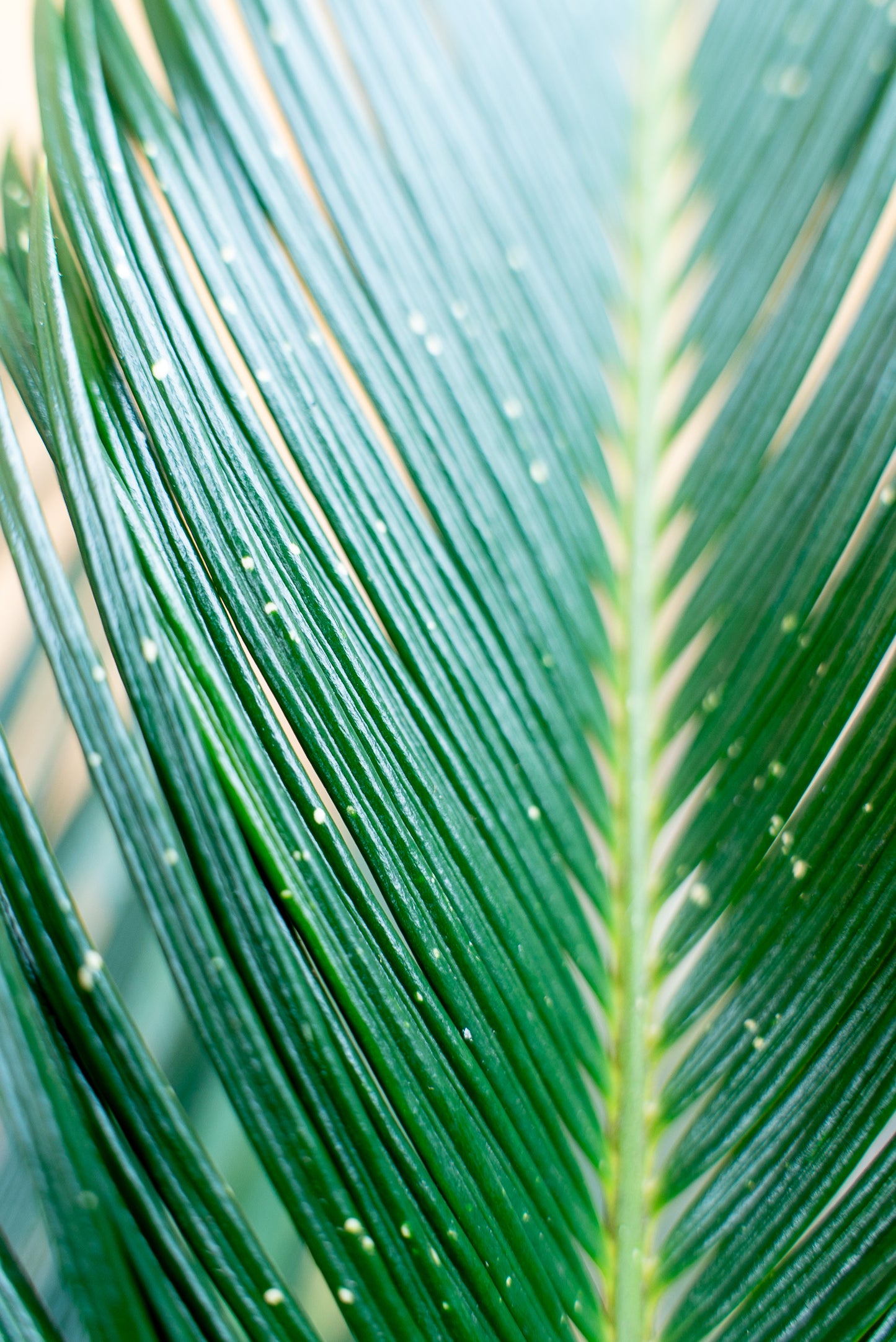 Cycas Revoluta