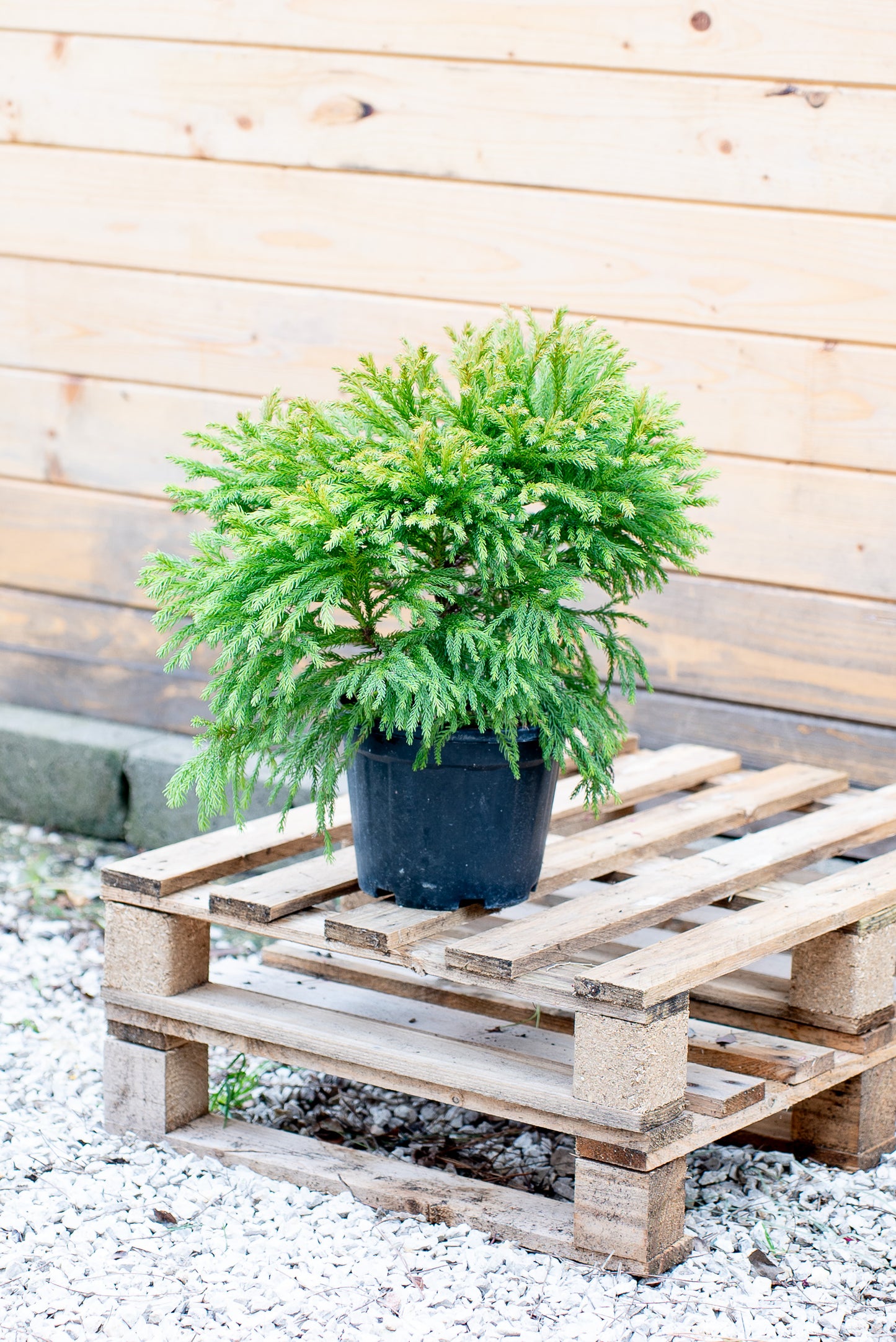 Cryptomeria Globosa nana