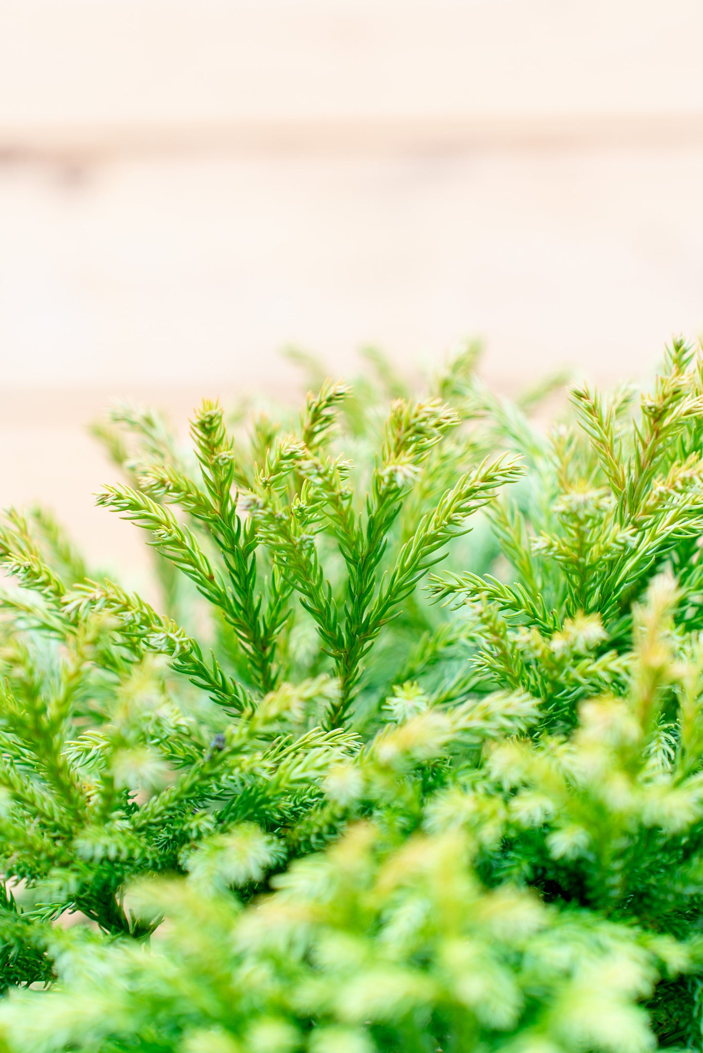 Cryptomeria Globosa nana