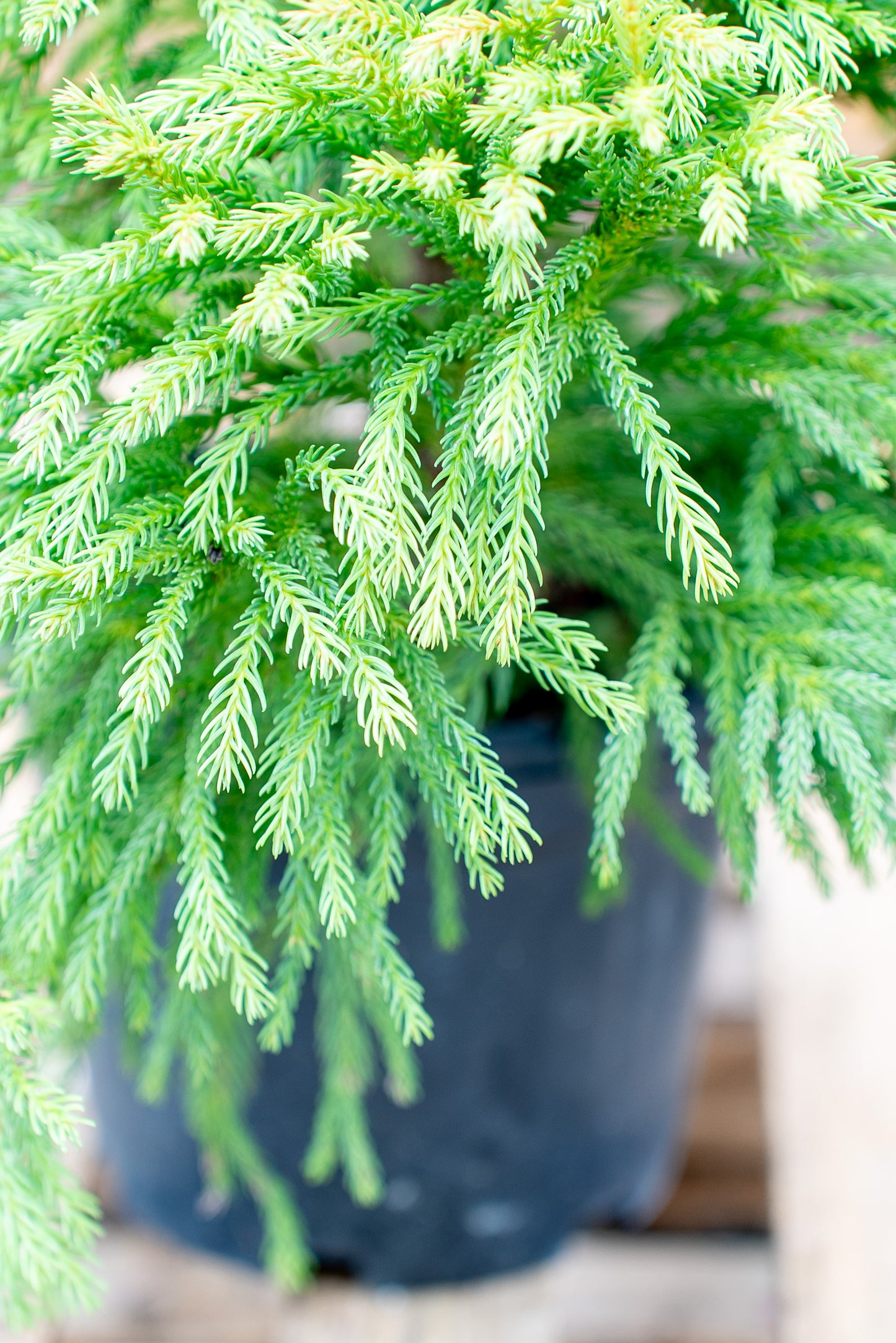 Cryptomeria Globosa nana