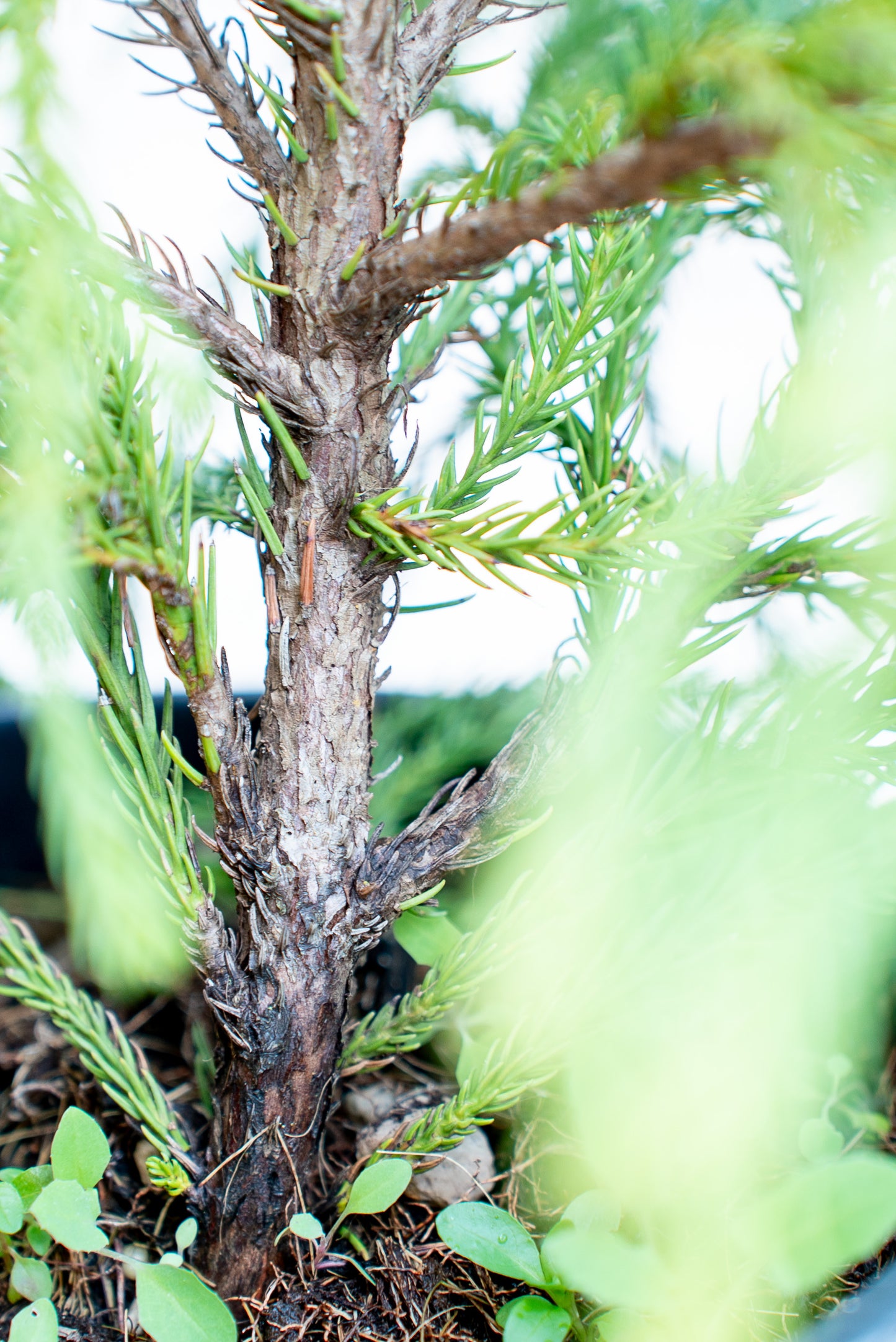 Cryptomeria Globosa nana