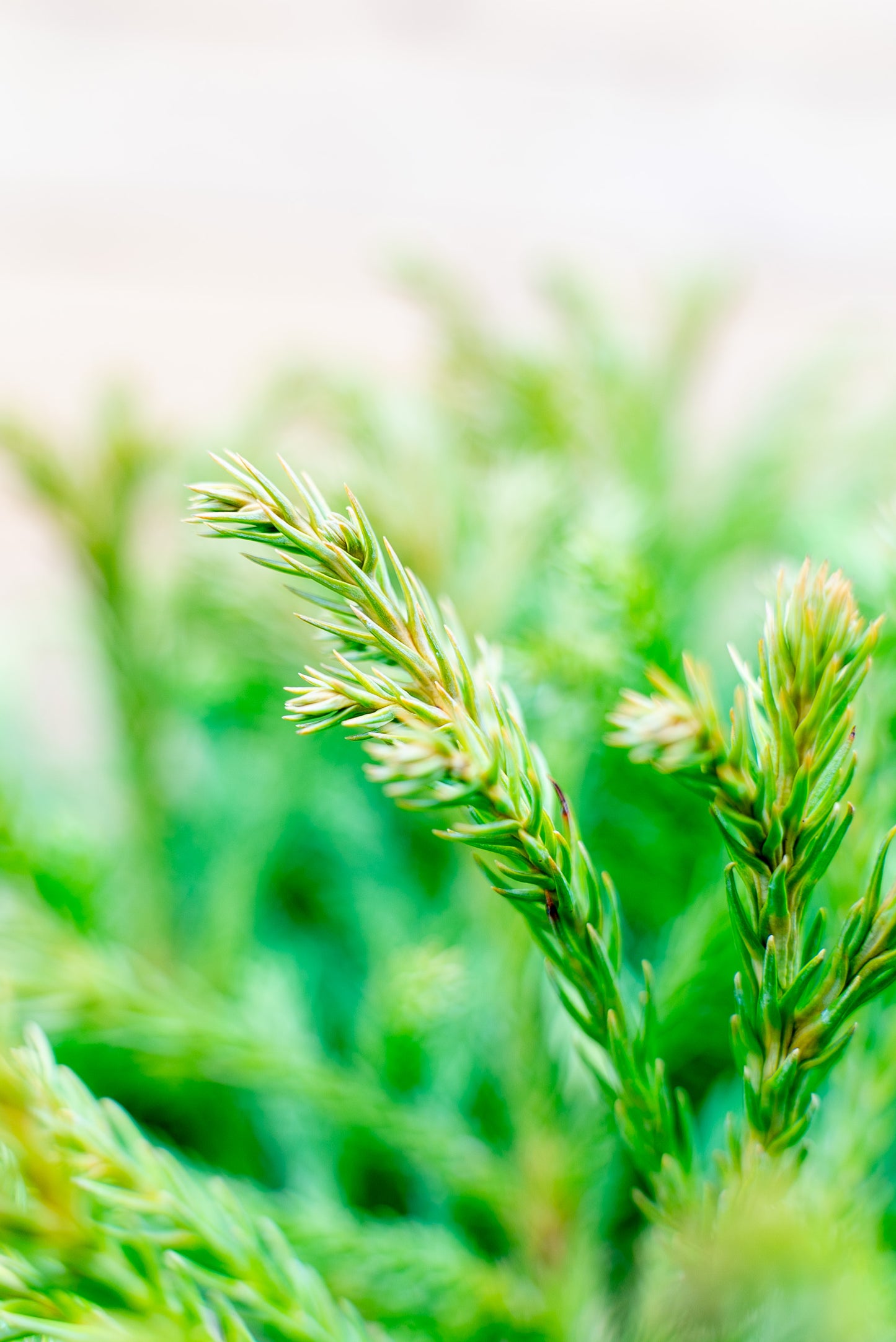 Cryptomeria Globosa nana