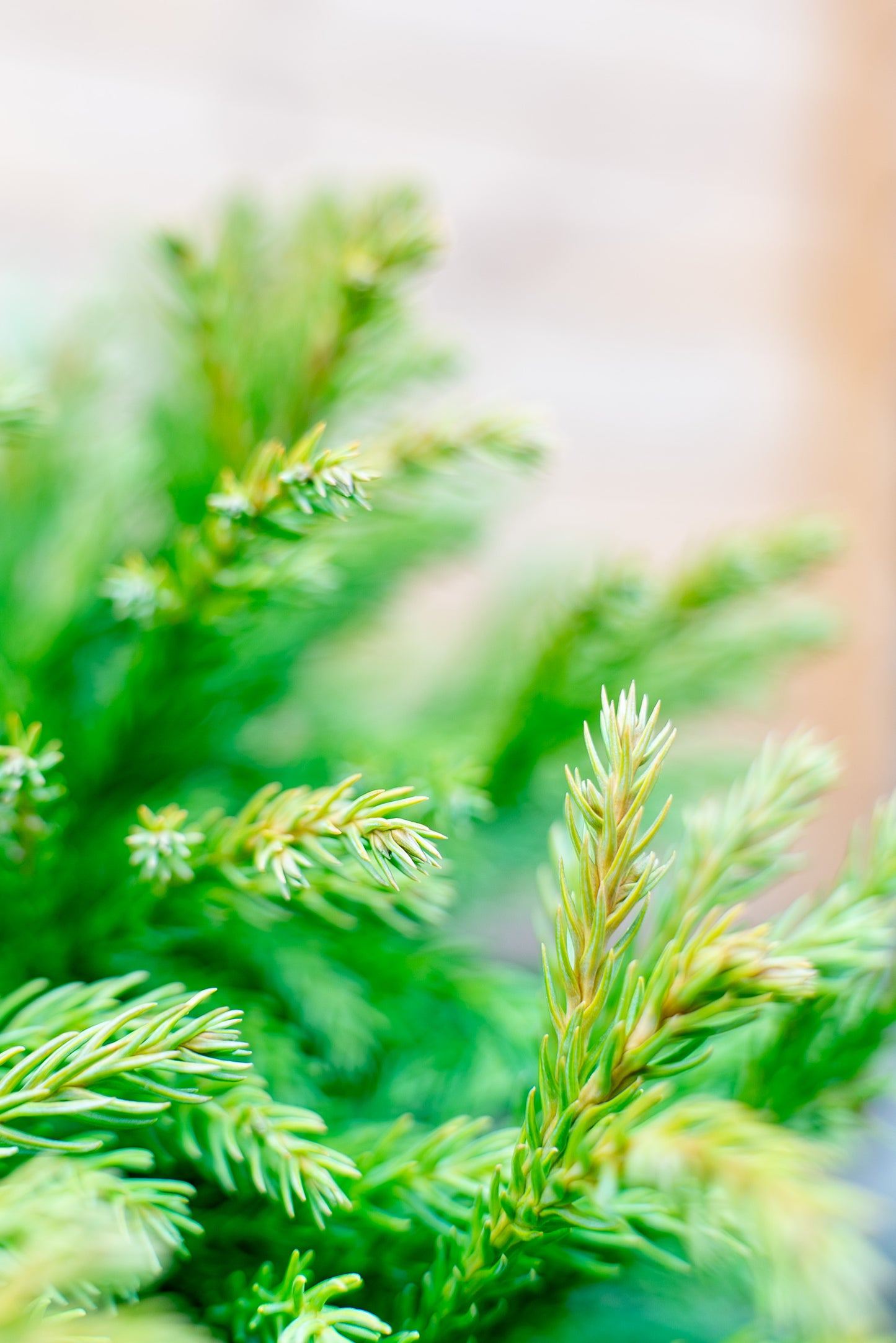 Cryptomeria Globosa nana