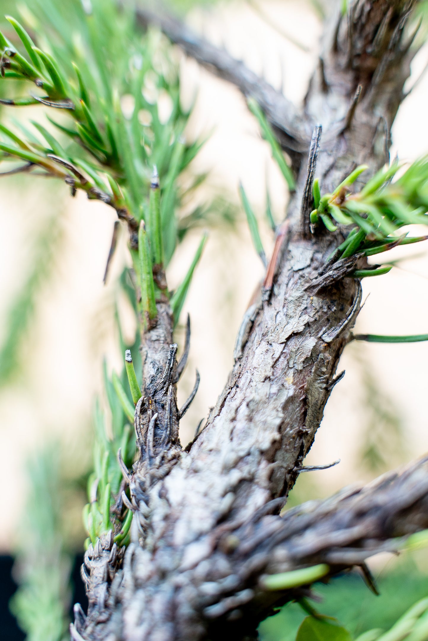 Cryptomeria Globosa nana