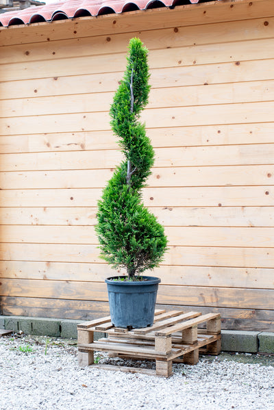 Cupressus Leylandii Spirale