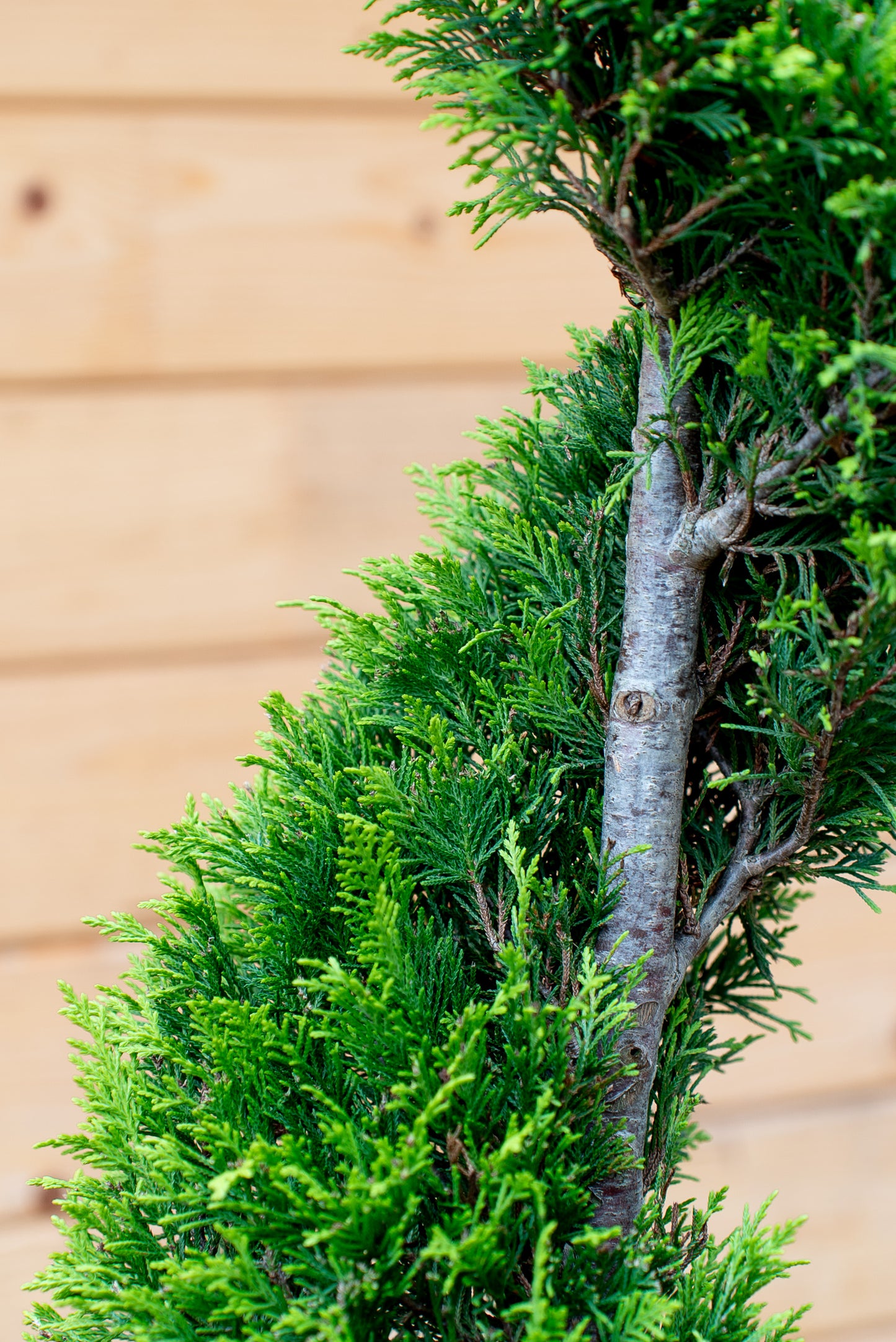 Cupressus Leylandii Spirale