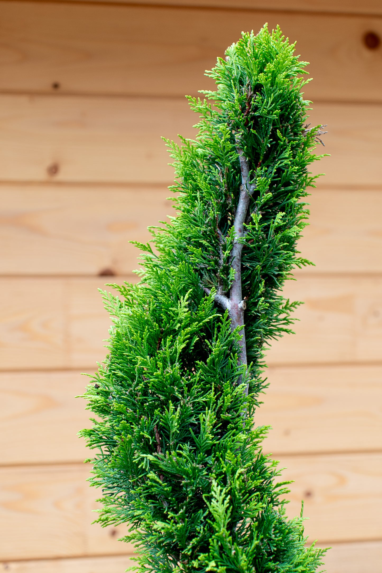 Cupressus Leylandii Spirale