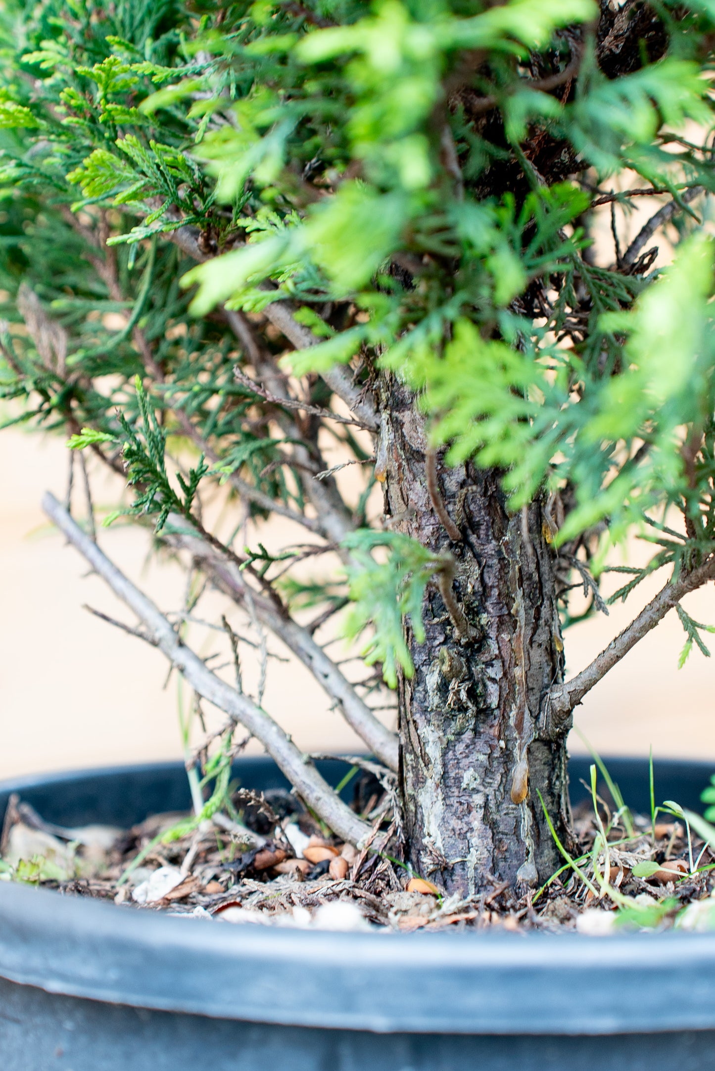 Cupressus Leylandii Spirale