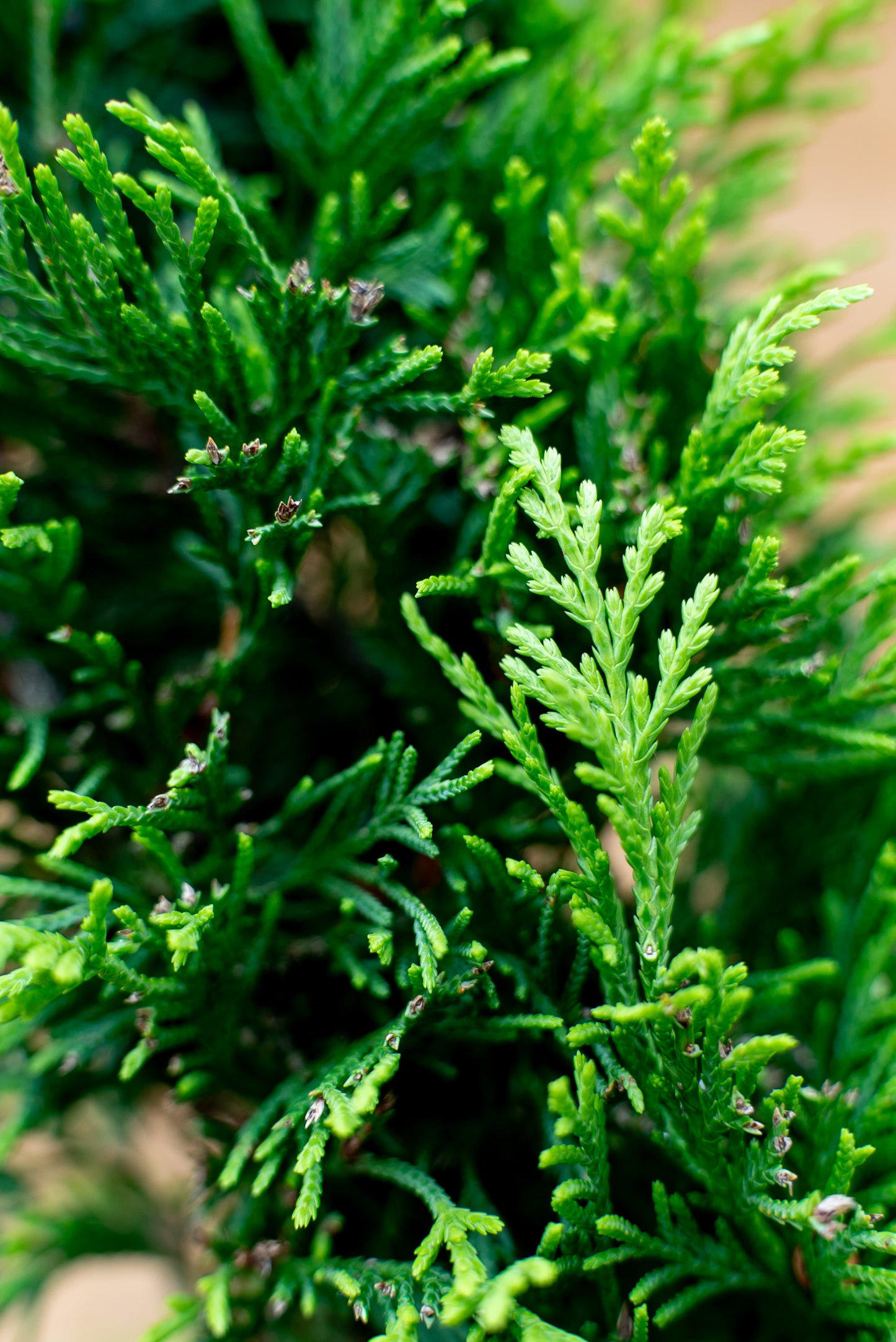 Cupressus Leylandii Spirale