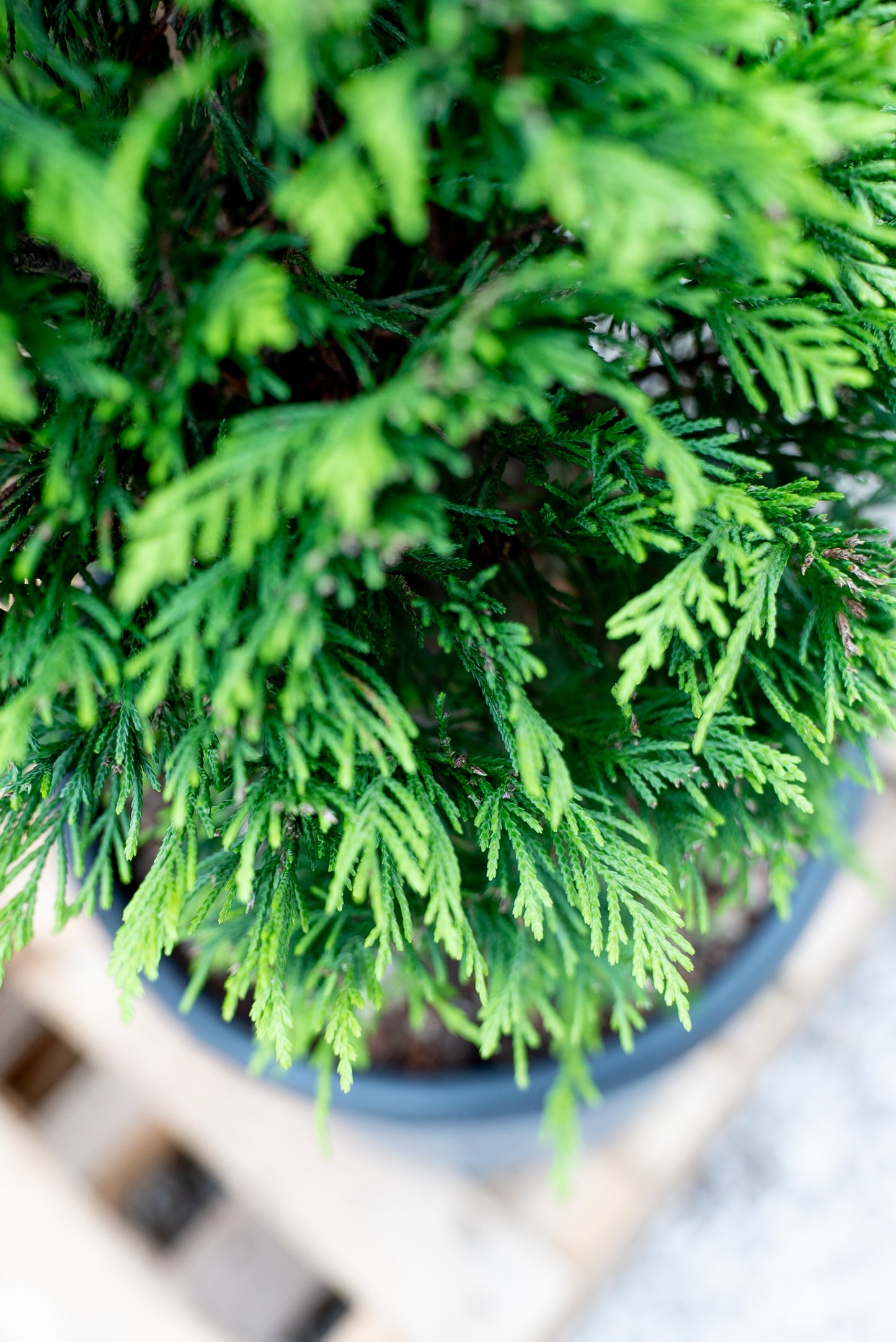 Cupressus Leylandii Spirale