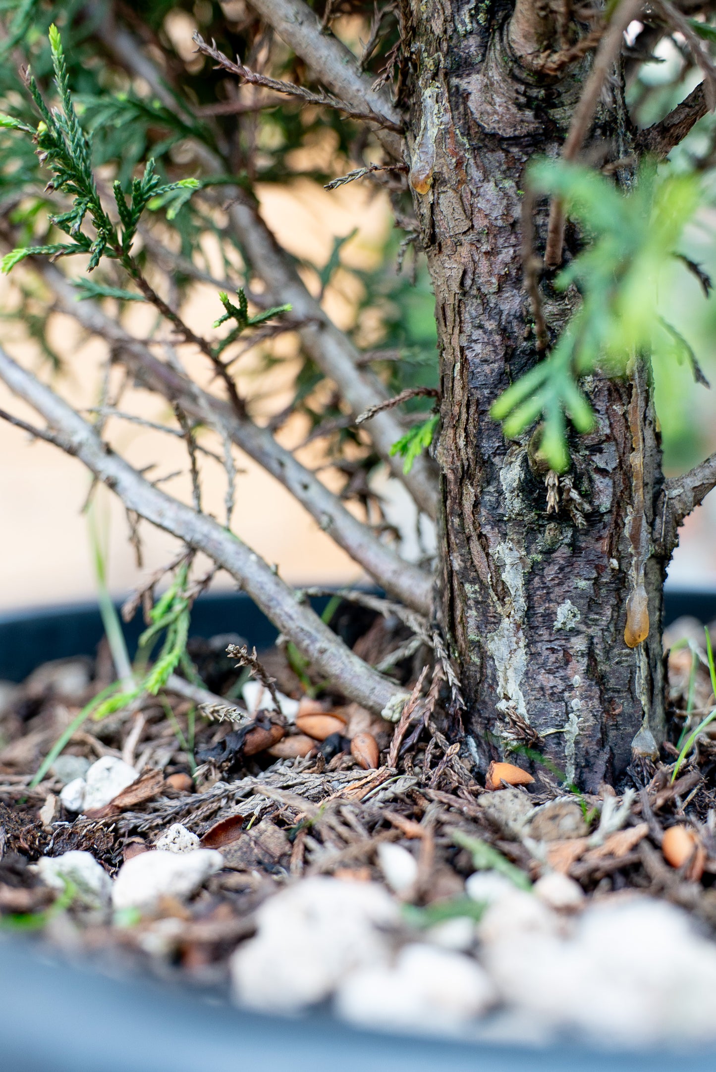 Cupressus Leylandii Spirale