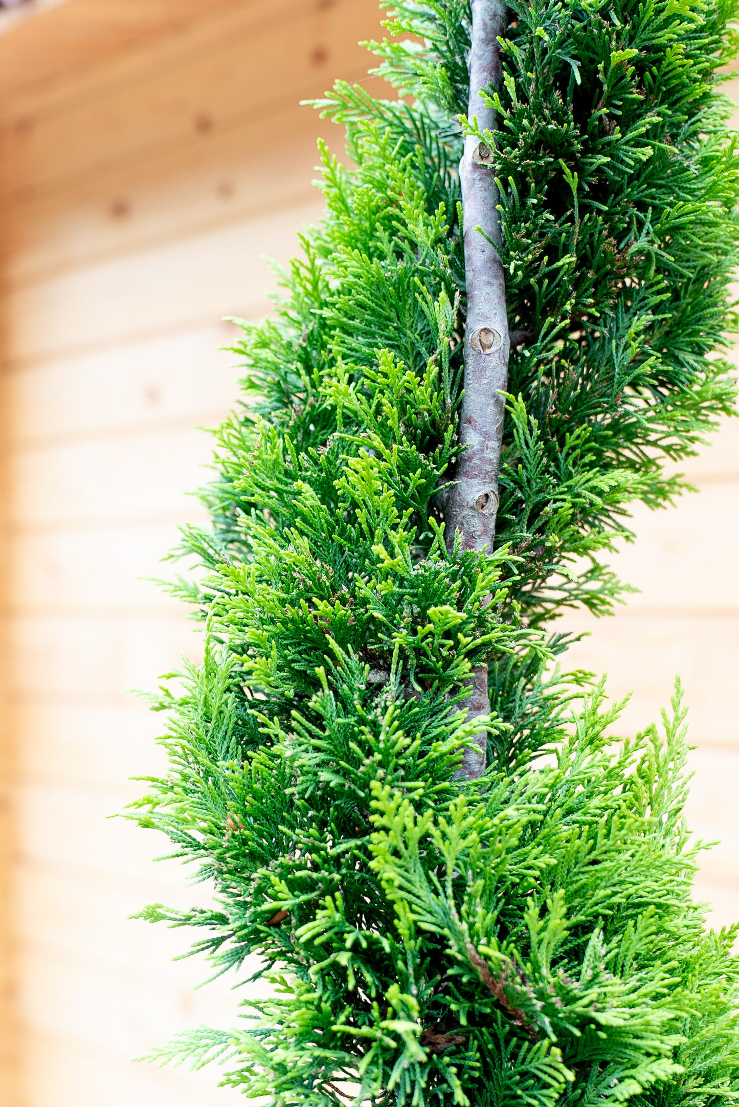 Cupressus Leylandii Spirale