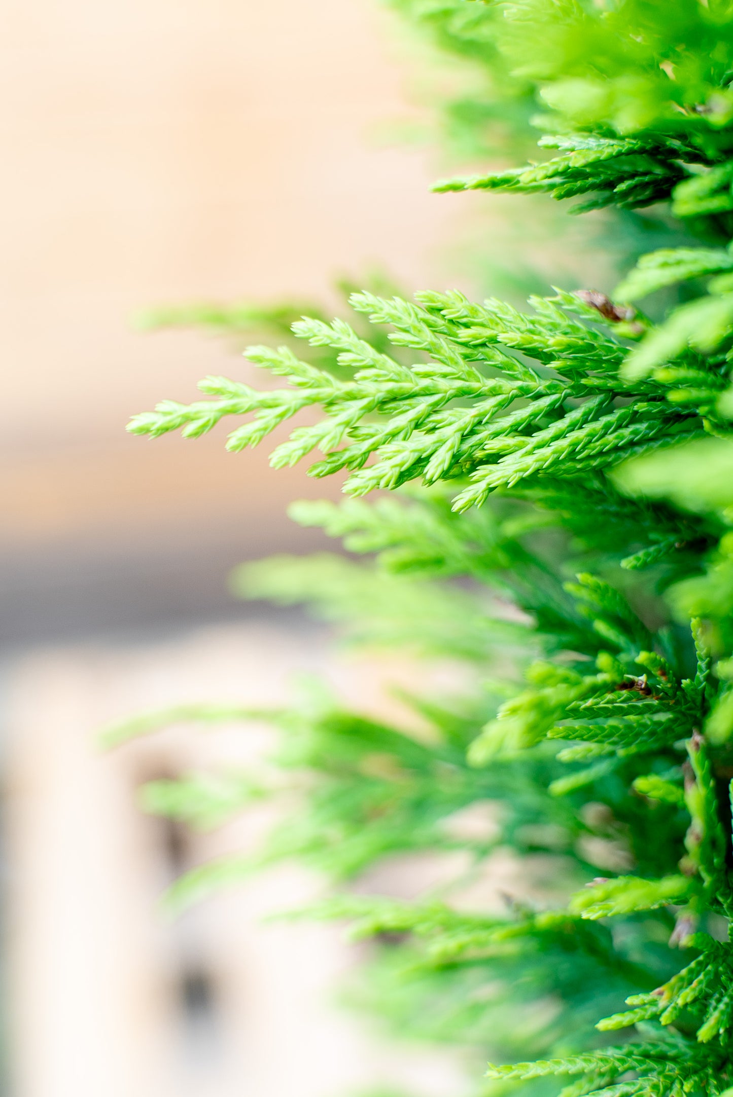 Cupressus Leylandii Spirale