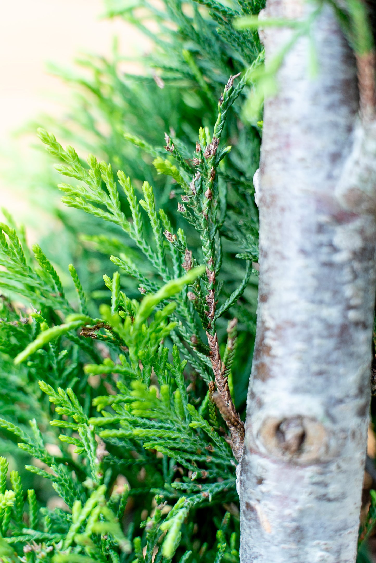 Cupressus Leylandii Spirale