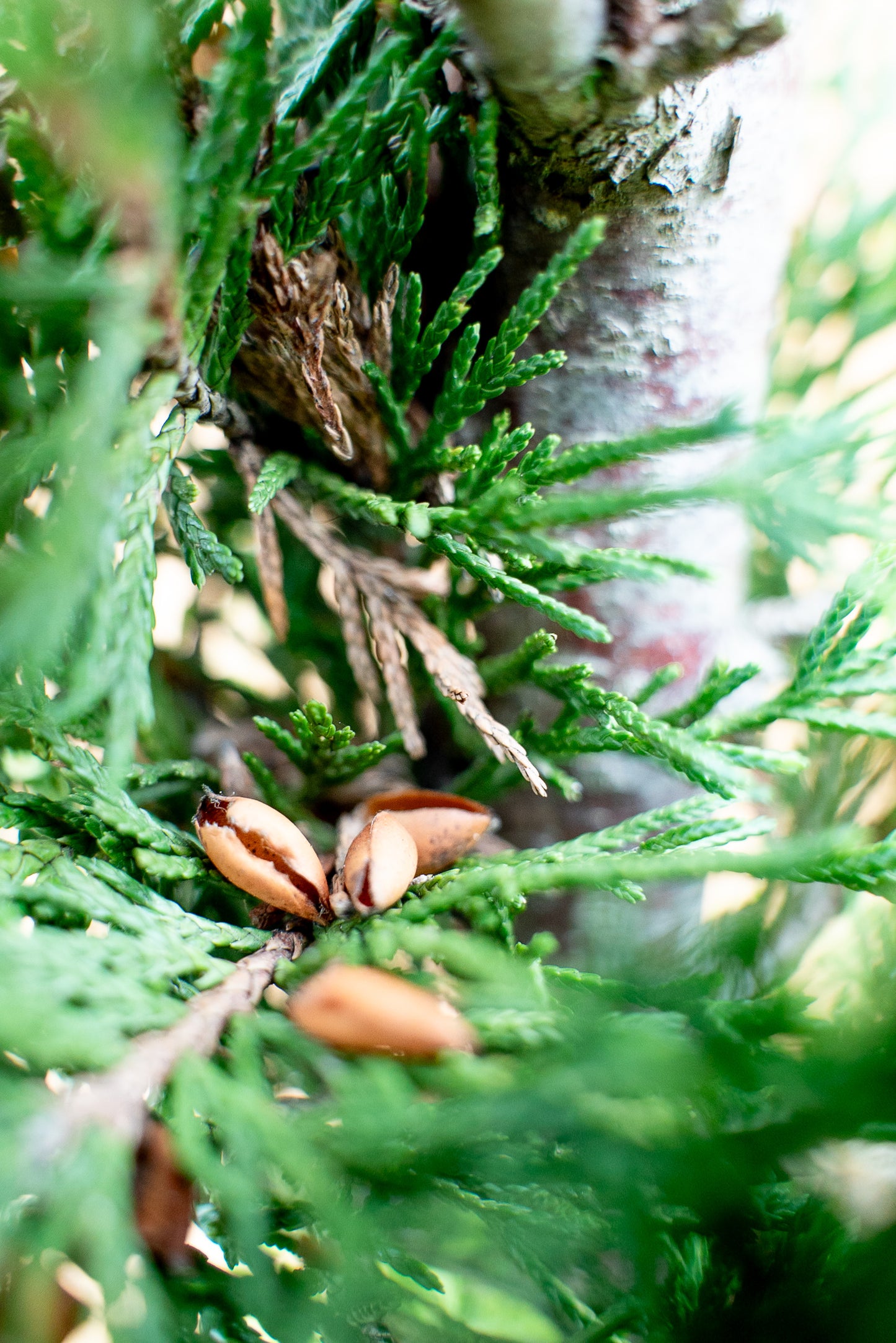 Cupressus Leylandii Spirale