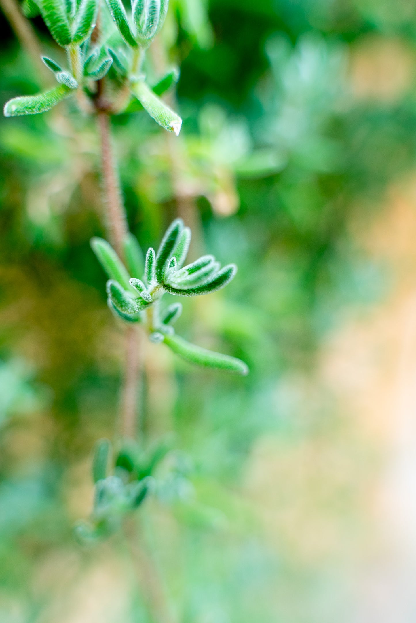 Barba di Giove – Drosanthemum Hispidum