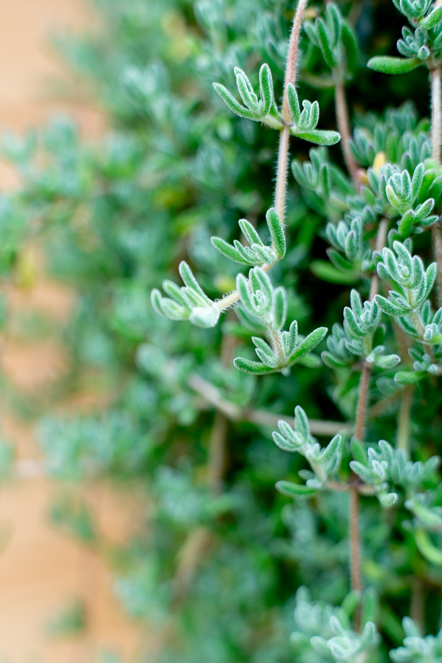 Barba di Giove – Drosanthemum Hispidum