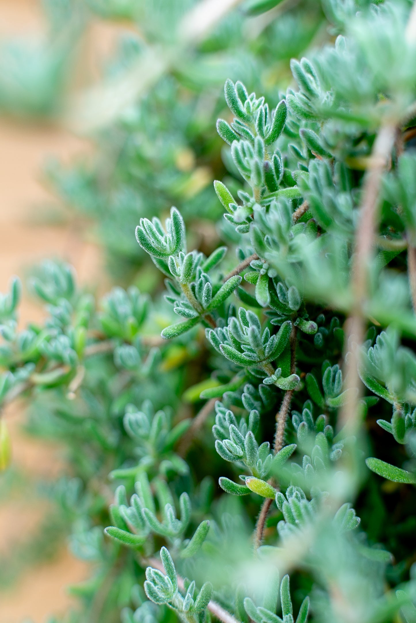 Barba di Giove – Drosanthemum Hispidum