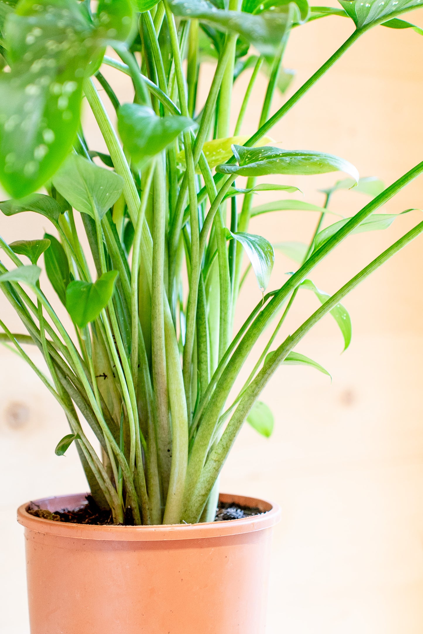 Calla Zantedeschia Ibrida