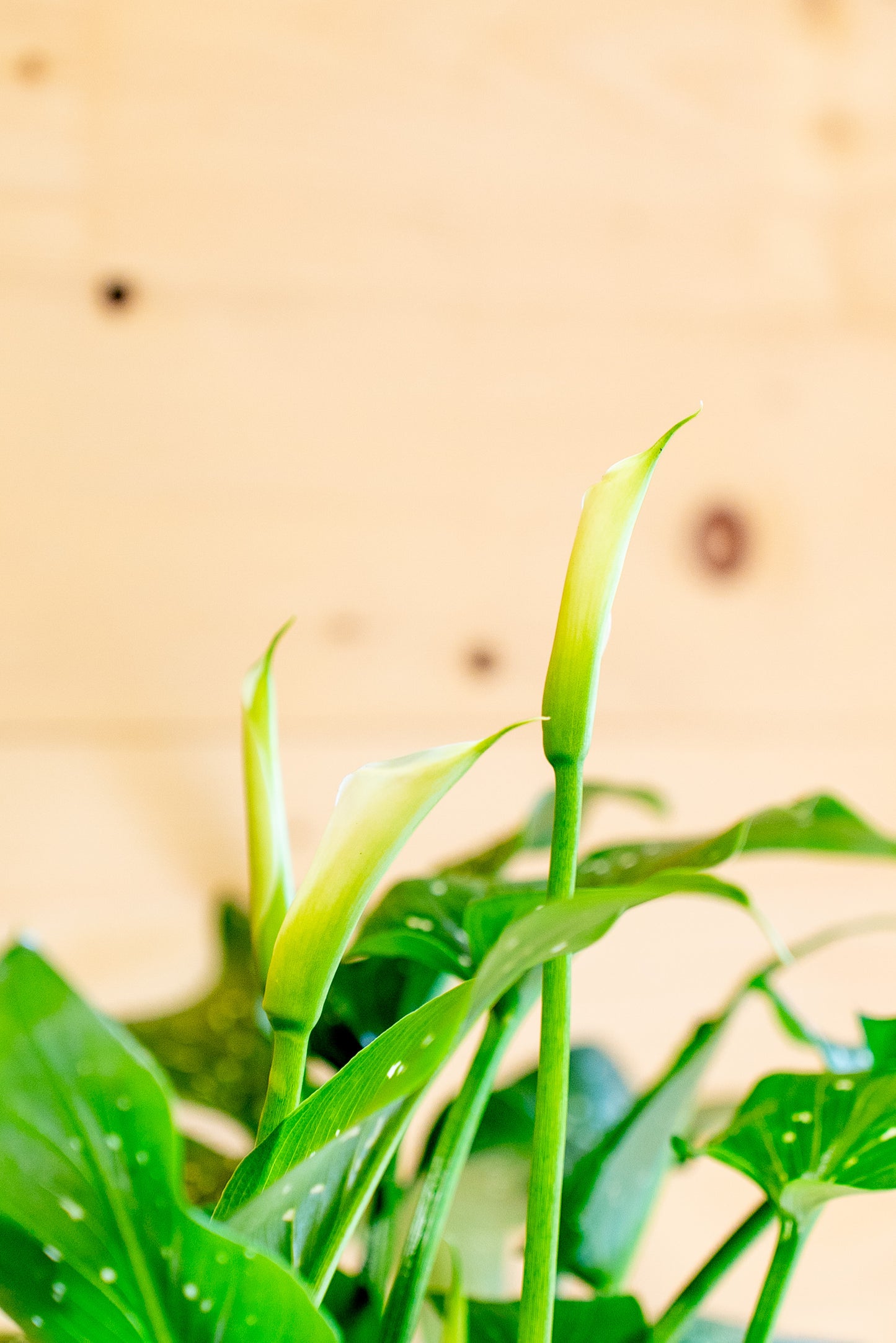 Calla Zantedeschia Ibrida