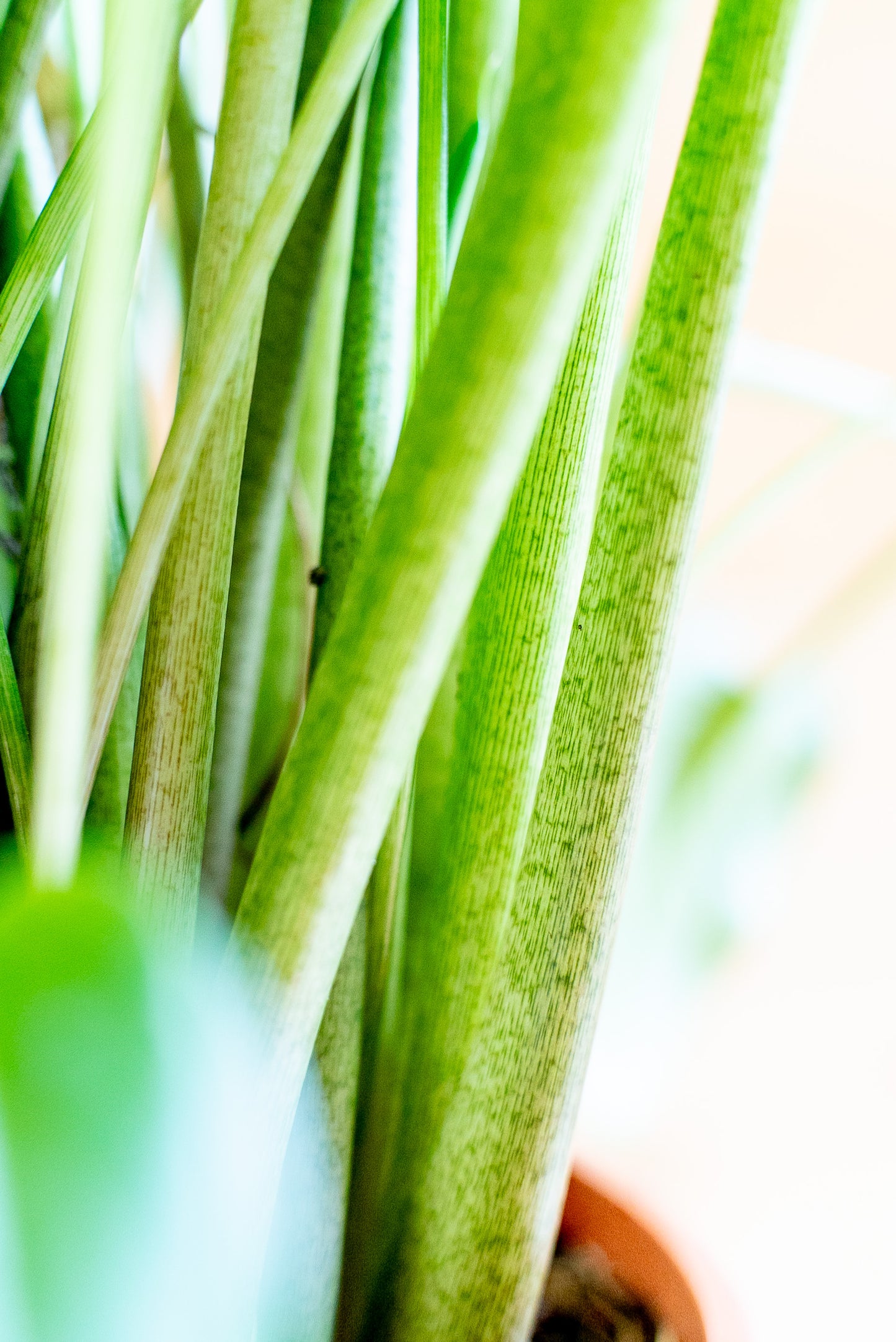 Calla Zantedeschia Ibrida