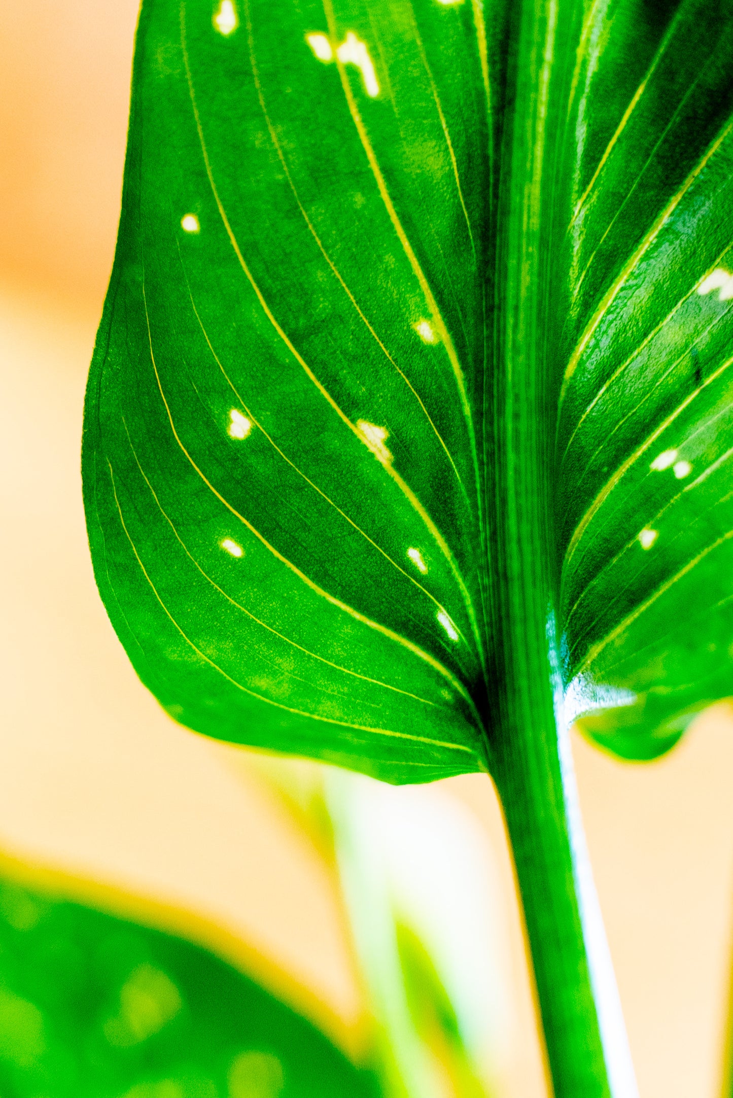 Calla Zantedeschia Ibrida