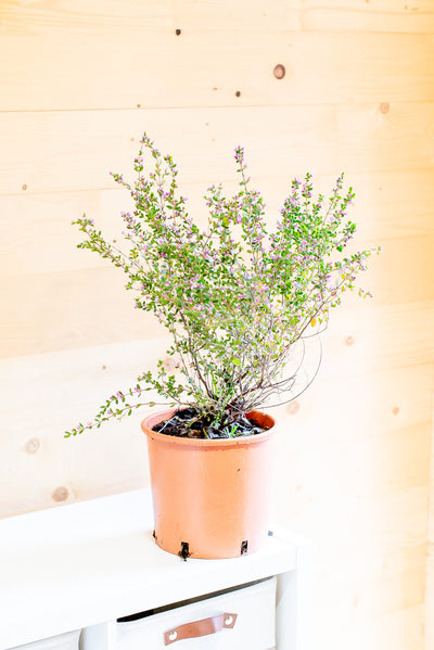 Boronia Crenulata