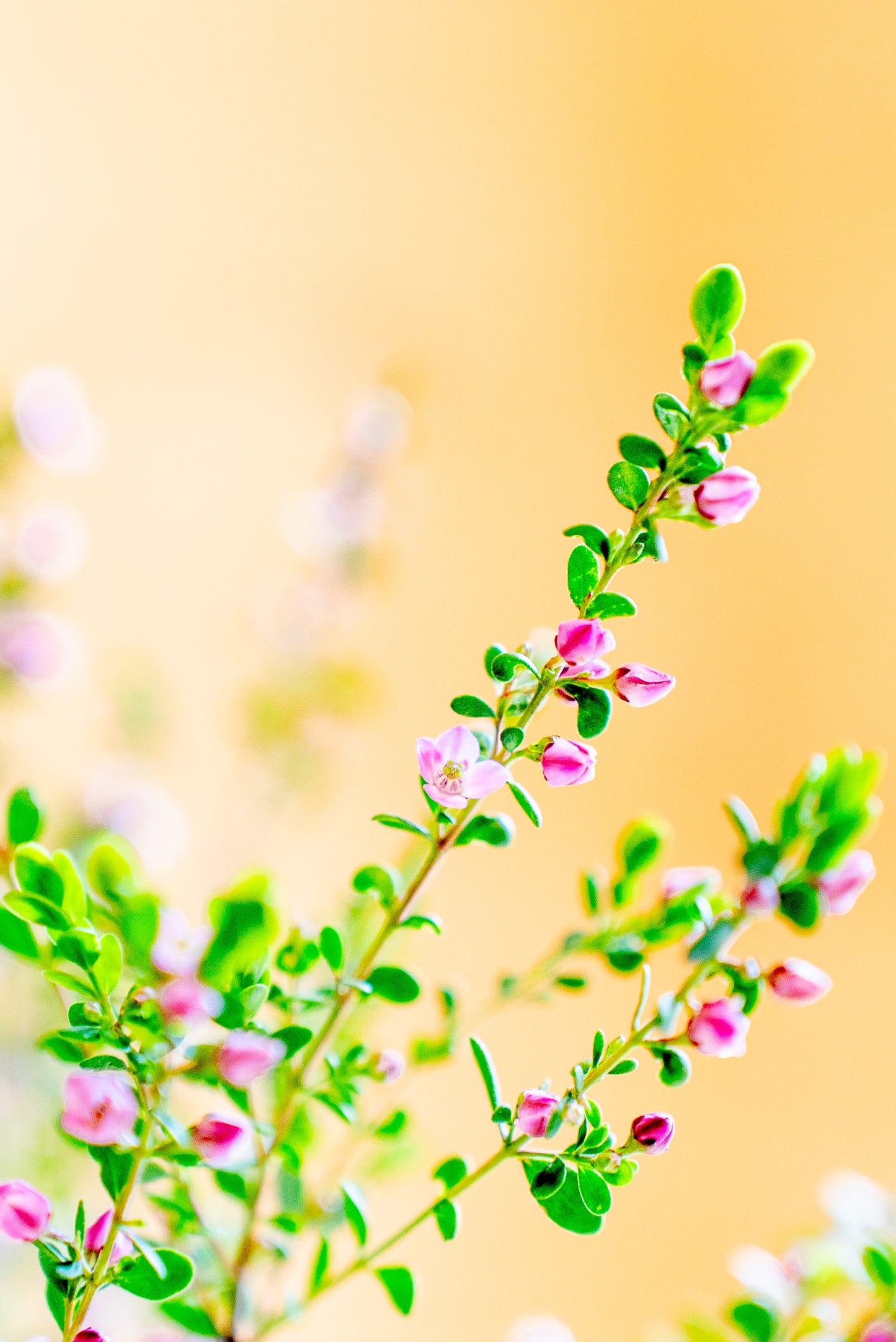 Boronia Crenulata