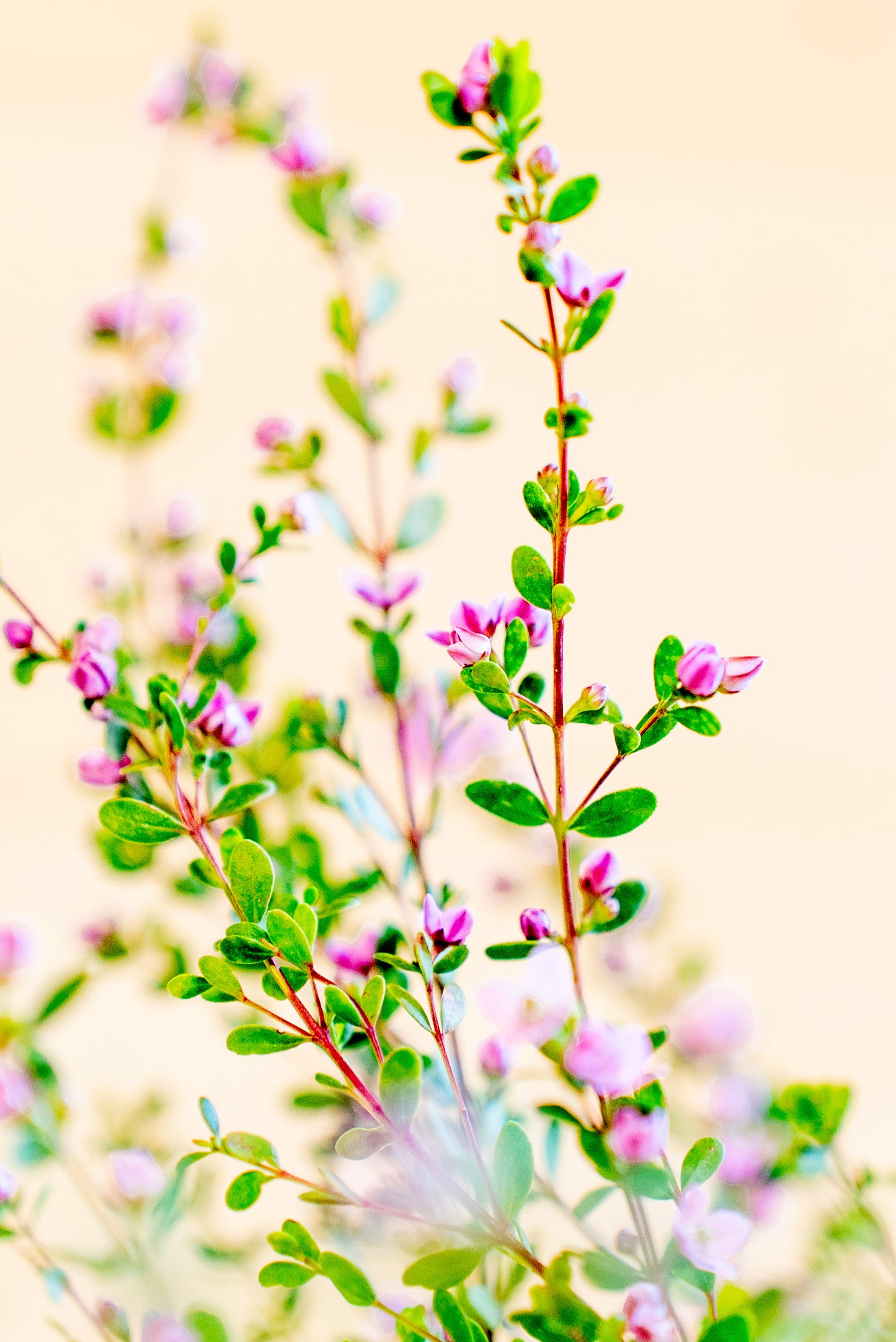 Boronia Crenulata