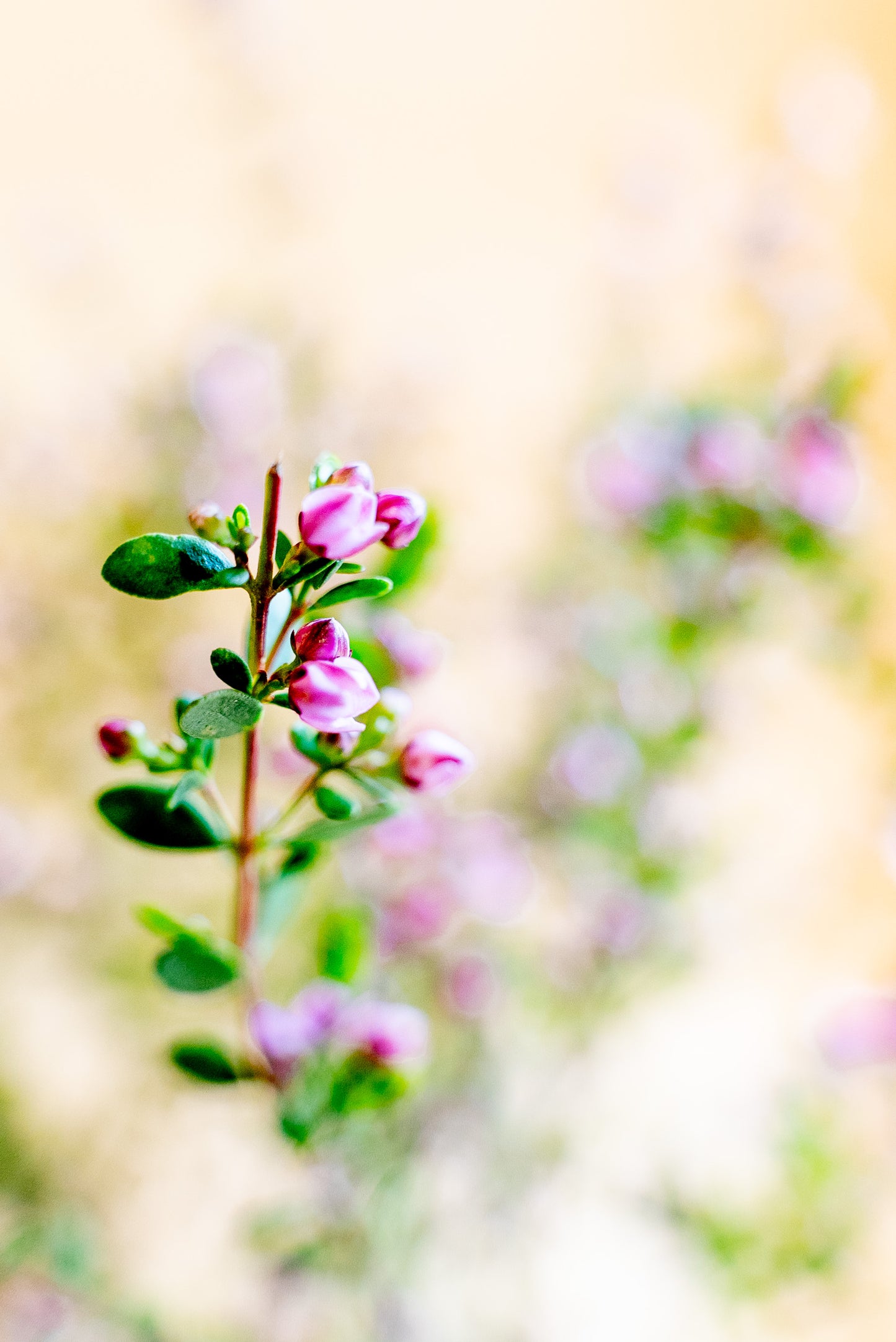 Boronia Crenulata