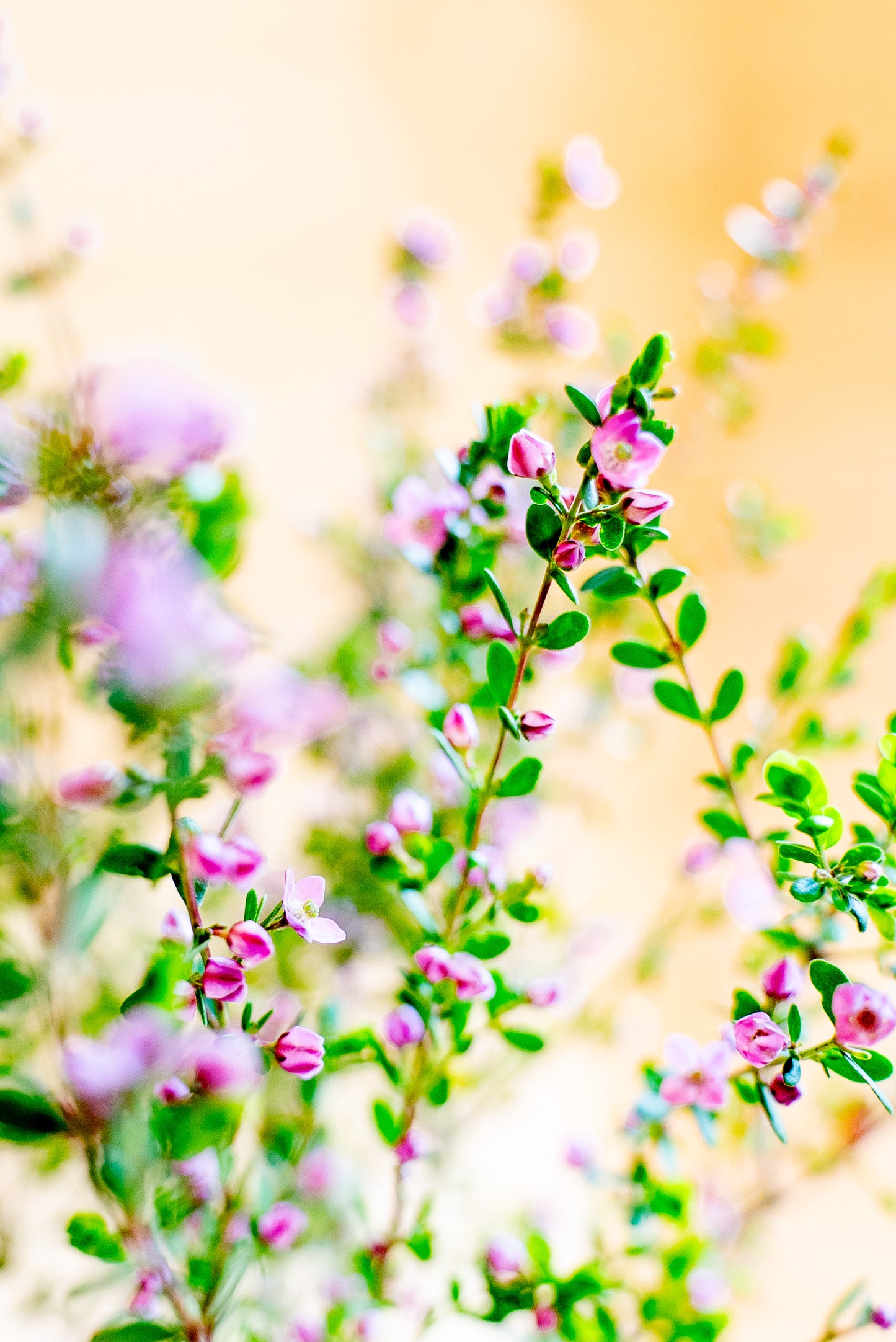 Boronia Crenulata