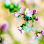 Boronia Crenulata