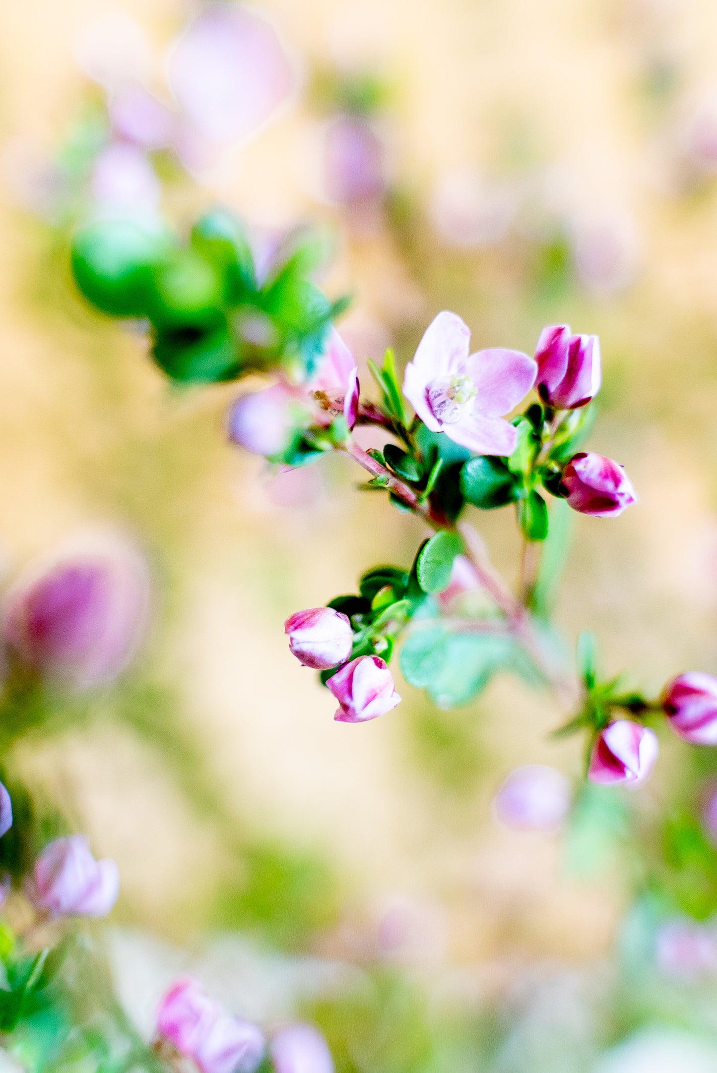 Boronia Crenulata