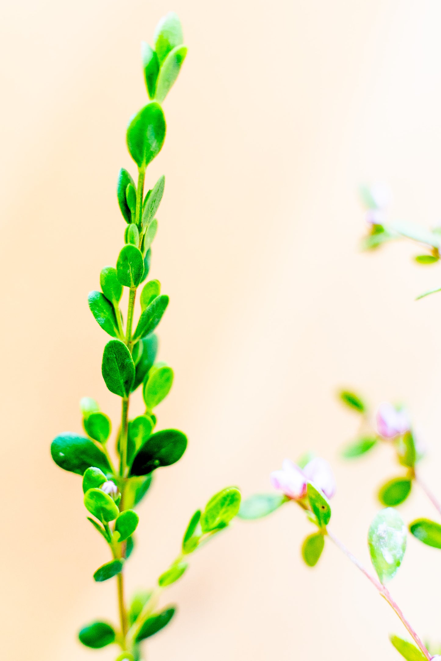 Boronia Crenulata