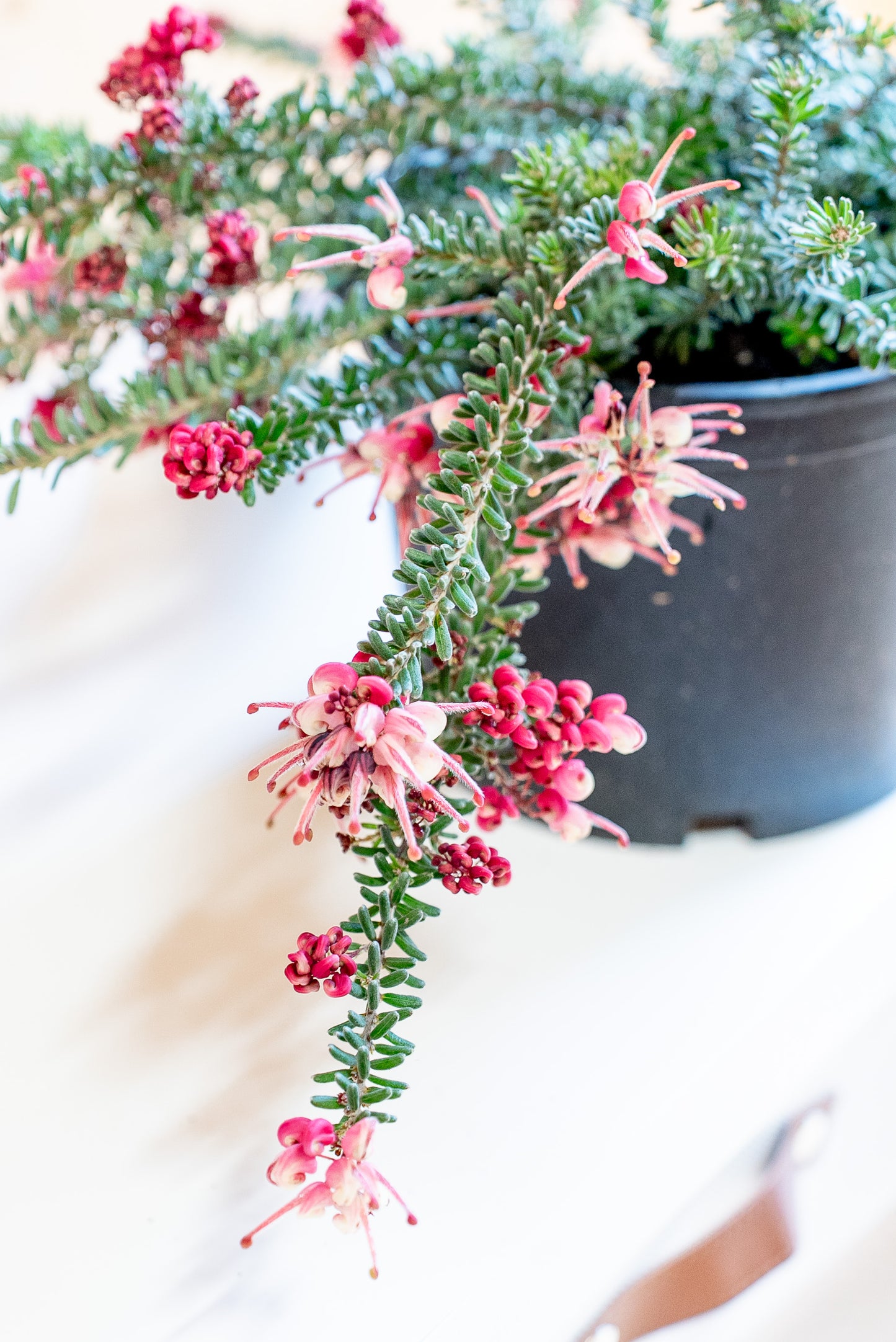 Grevillea Tamboritha