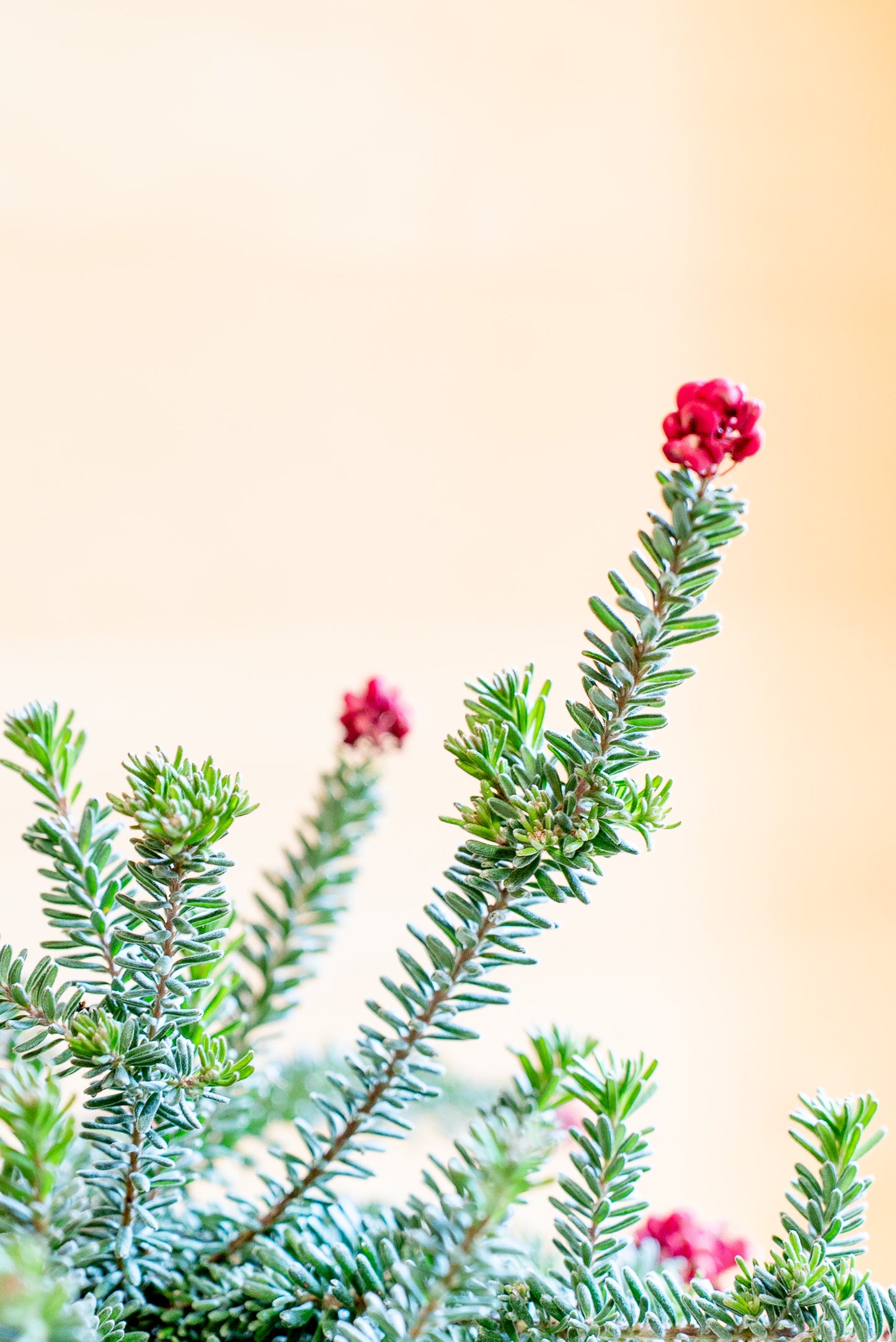 Grevillea Tamboritha