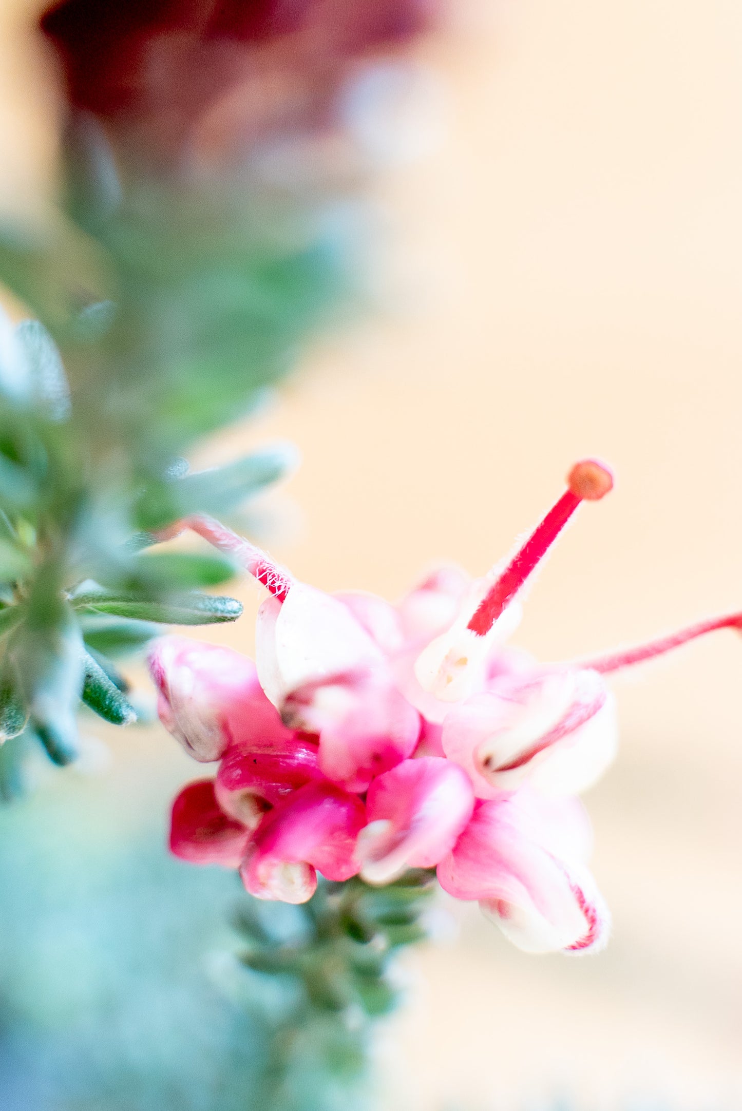 Grevillea Tamboritha