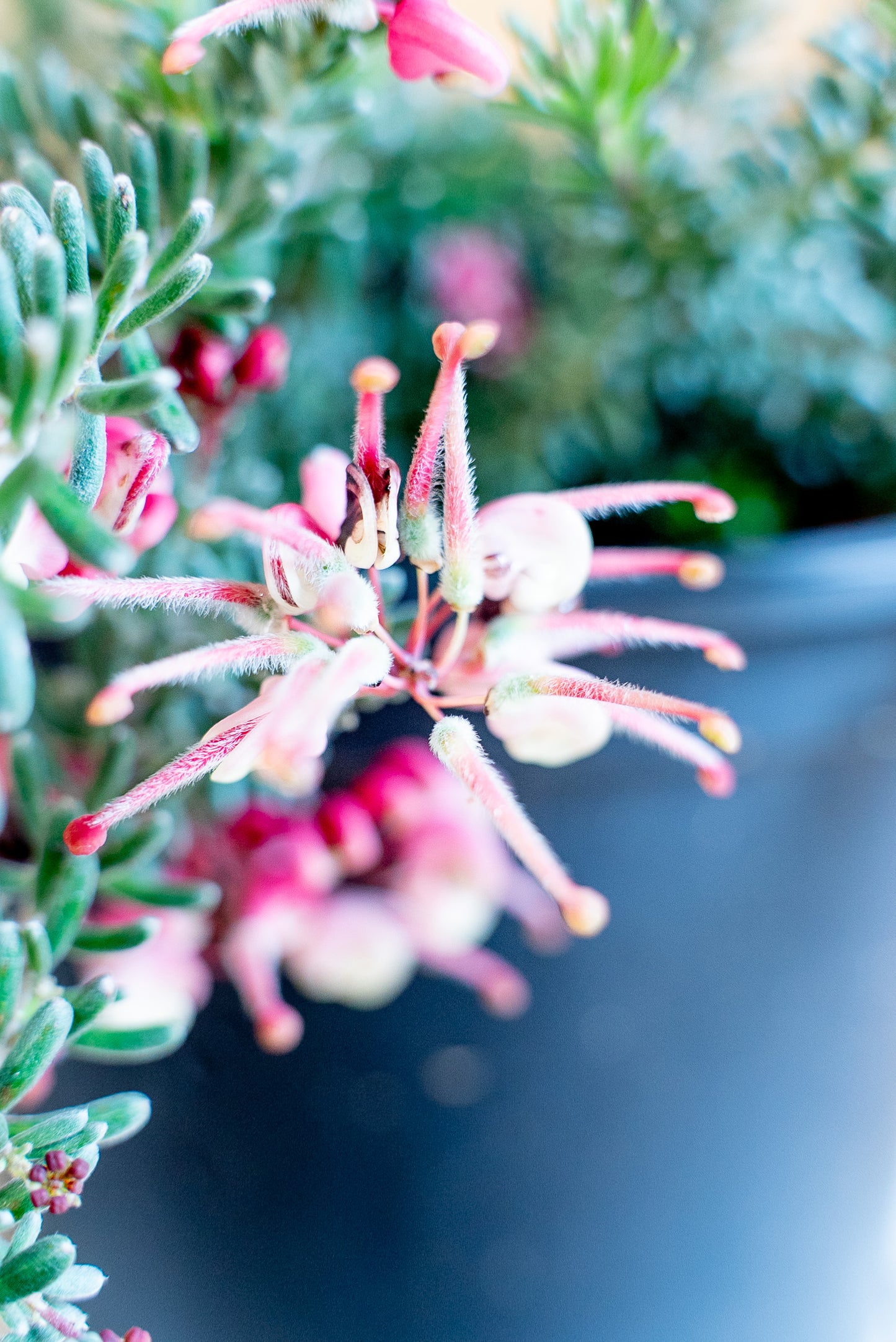 Grevillea Tamboritha