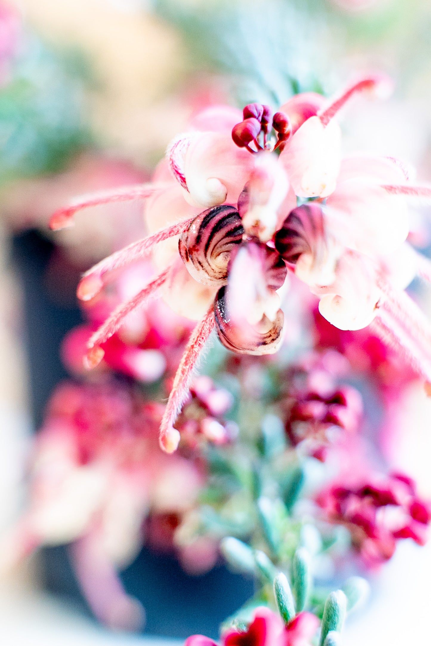 Grevillea Tamboritha