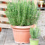 Rosmarino officinale