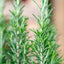 Rosmarino officinale