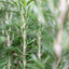 Rosmarino officinale