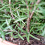 Rosmarino officinale